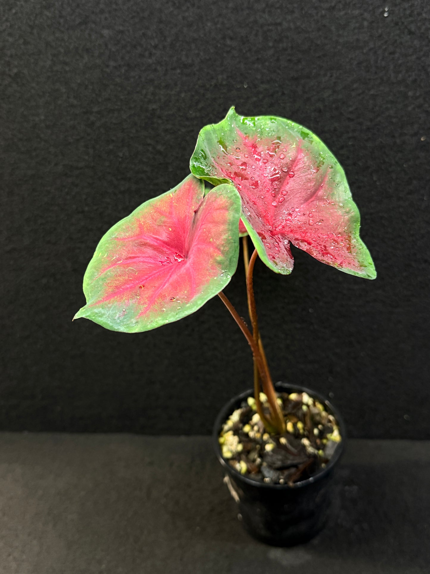Caladium Hybrid E39