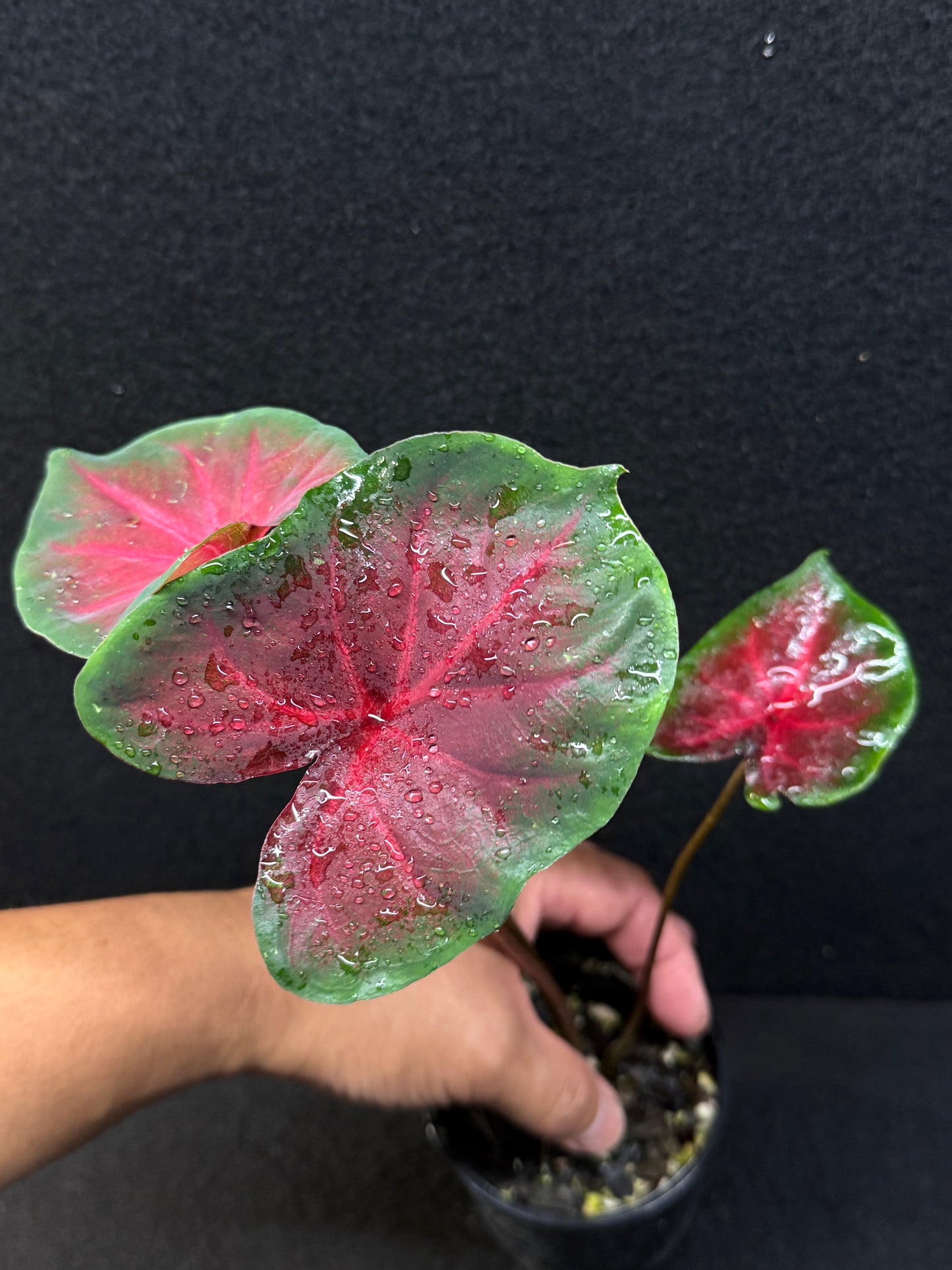 Caladium Hybrid E39