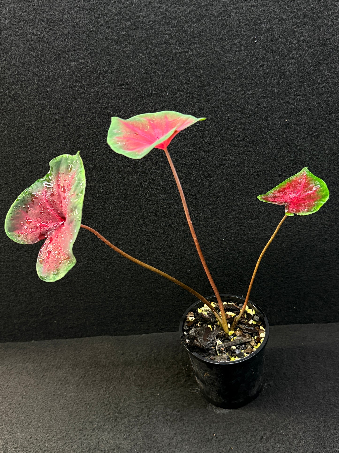 Caladium Hybrid E39