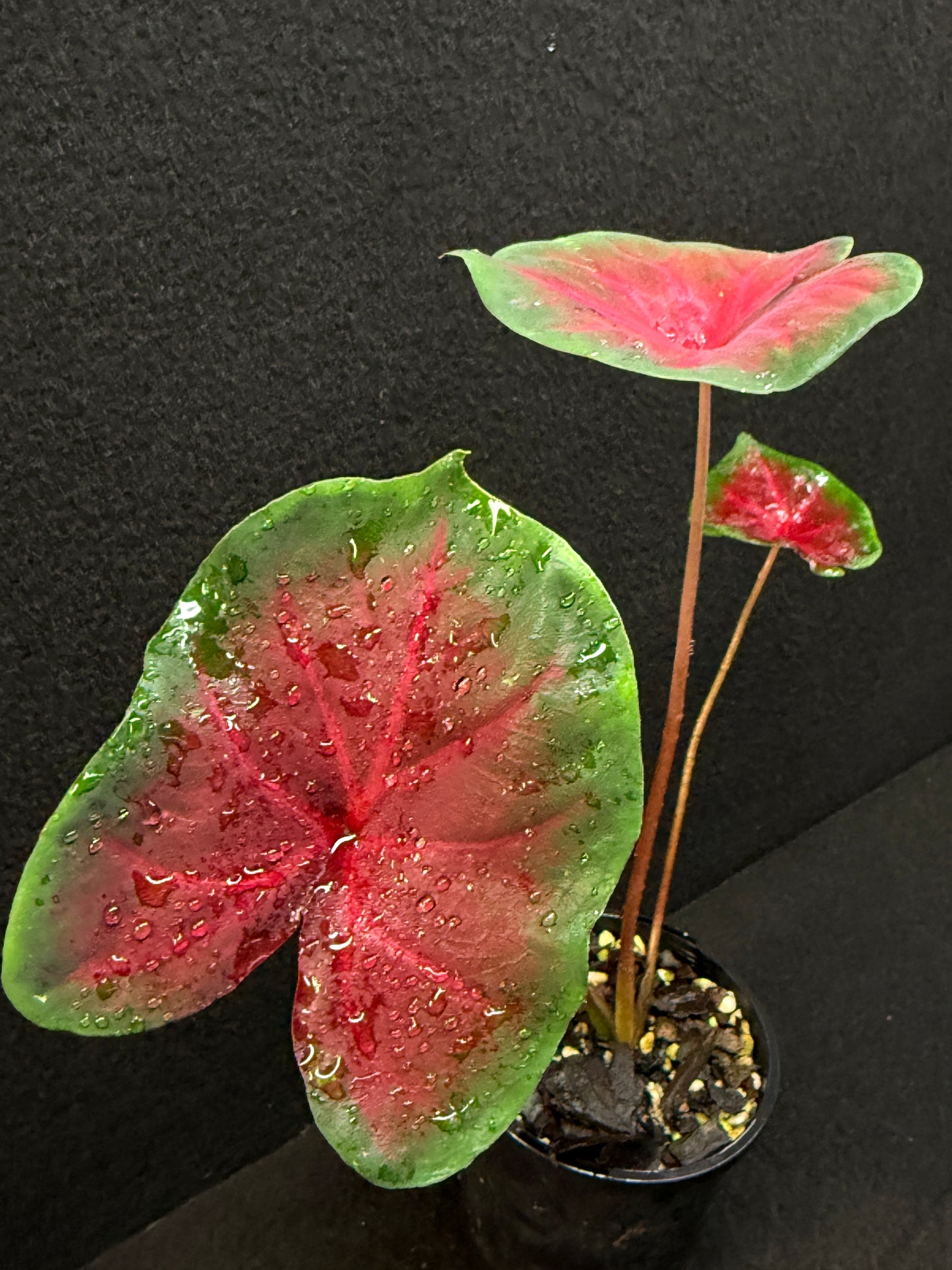 Caladium Hybrid E39