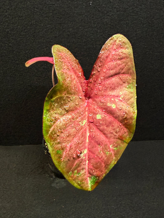 Caladium Hybrid F36