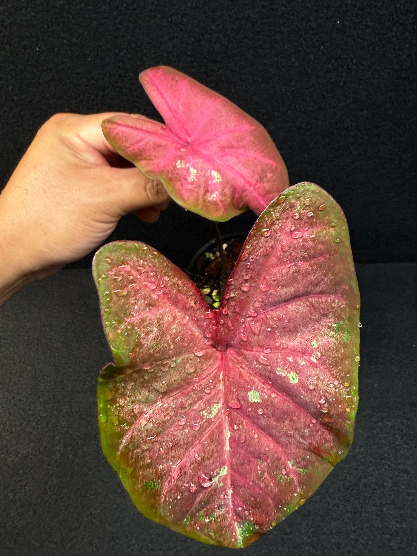 Caladium Hybrid F36