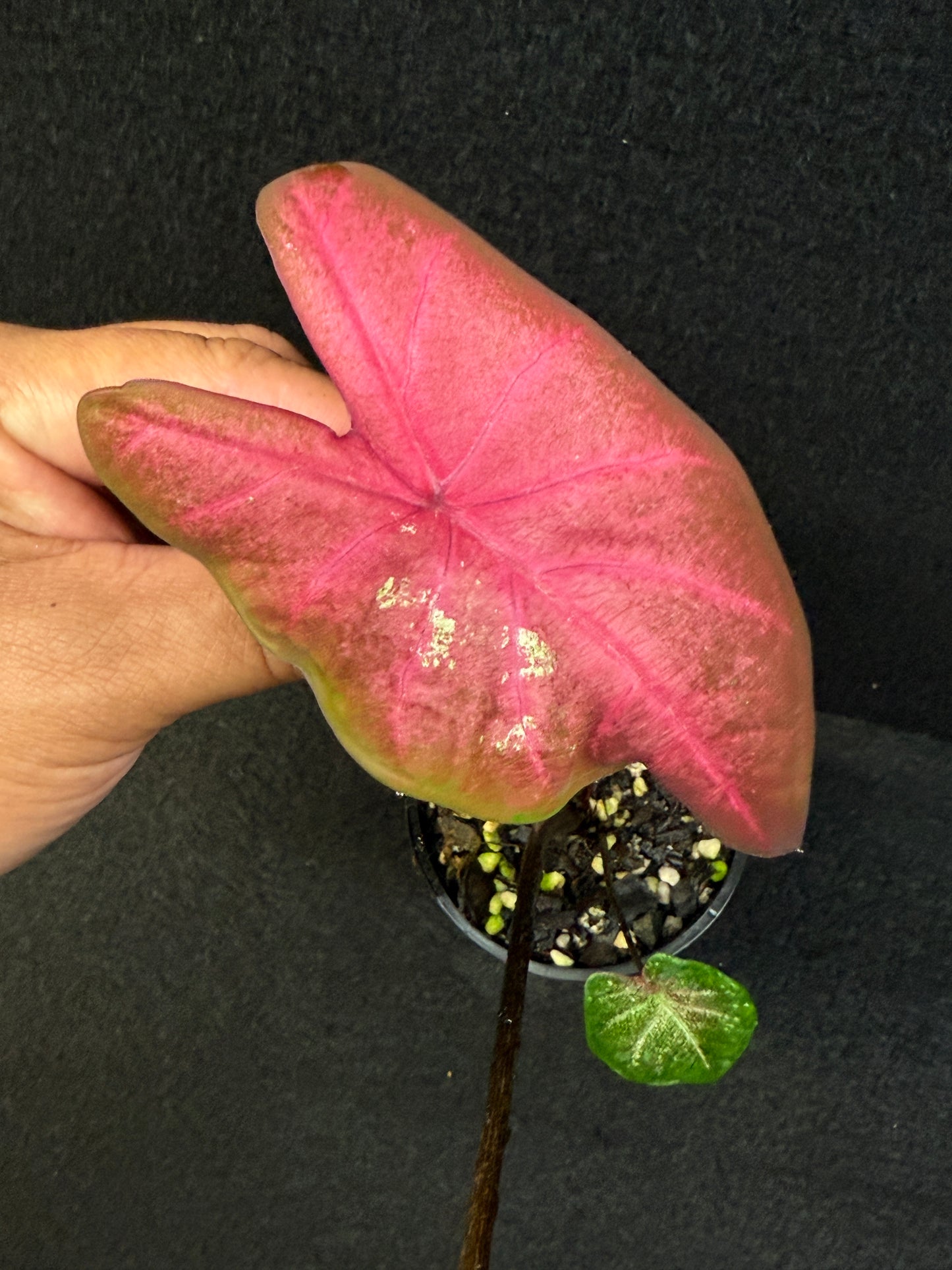 Caladium Hybrid F36