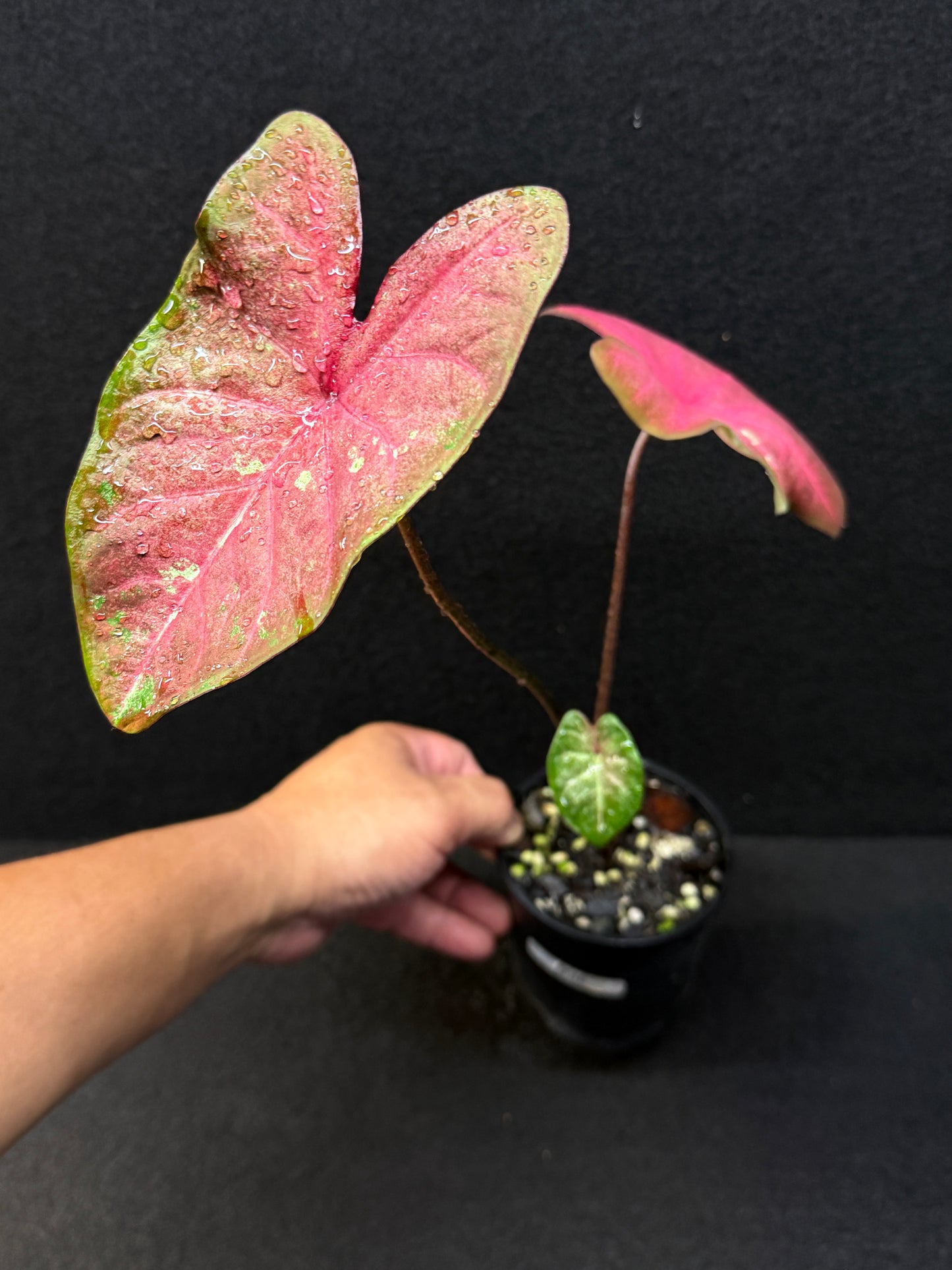 Caladium Hybrid F36
