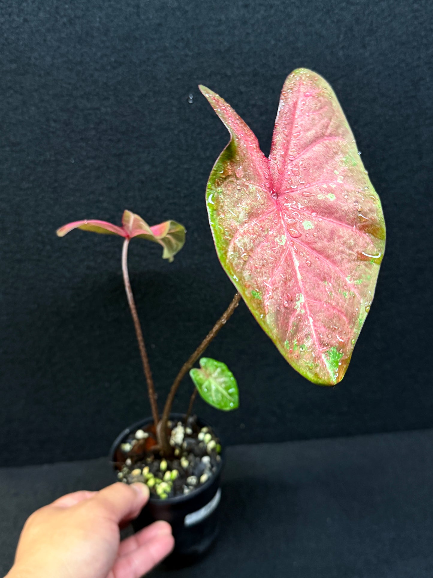Caladium Hybrid F36