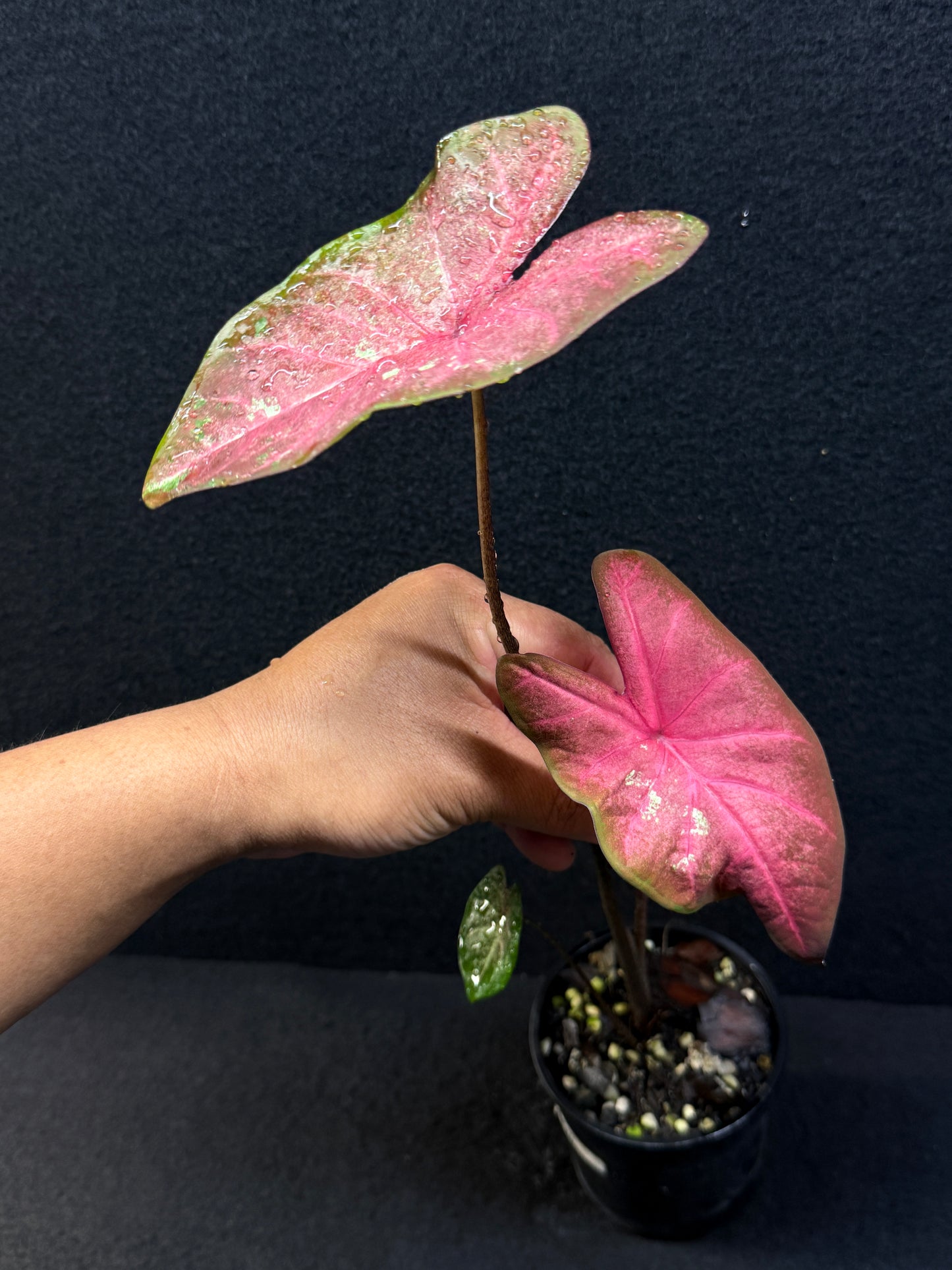 Caladium Hybrid F36