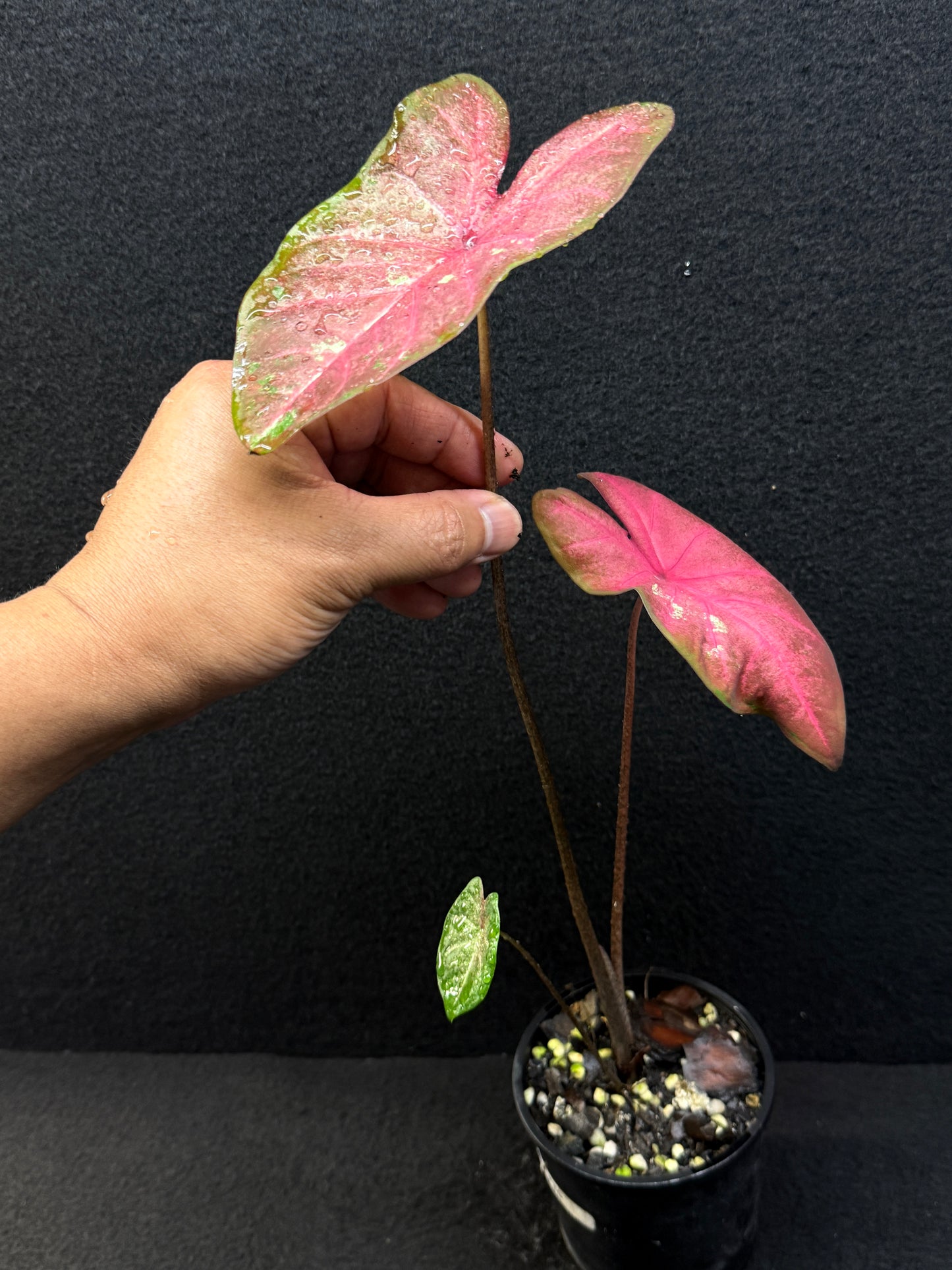 Caladium Hybrid F36