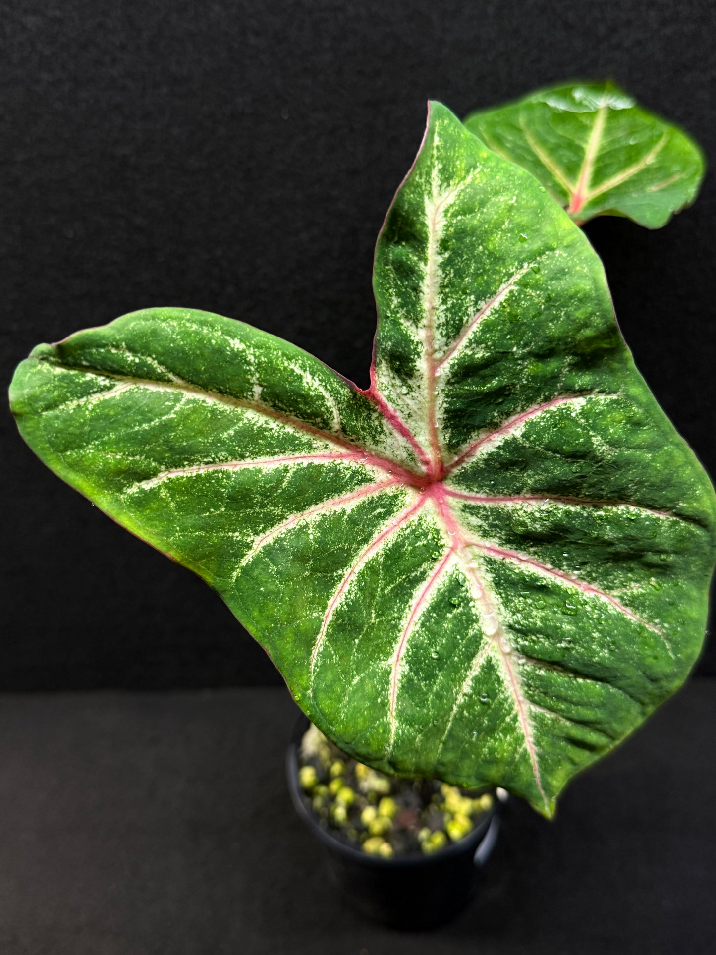 Caladium Hybrid E40