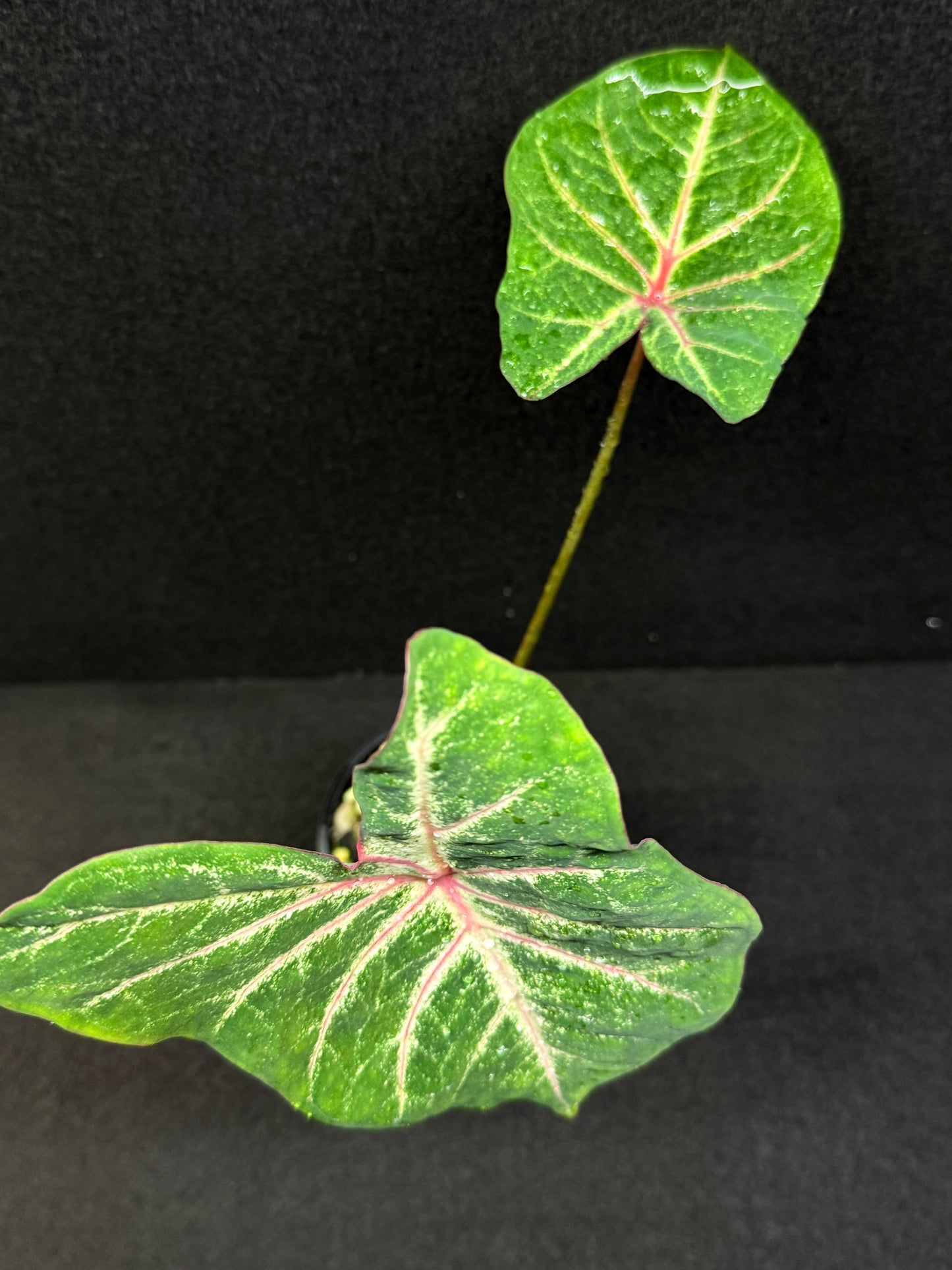 Caladium Hybrid E40