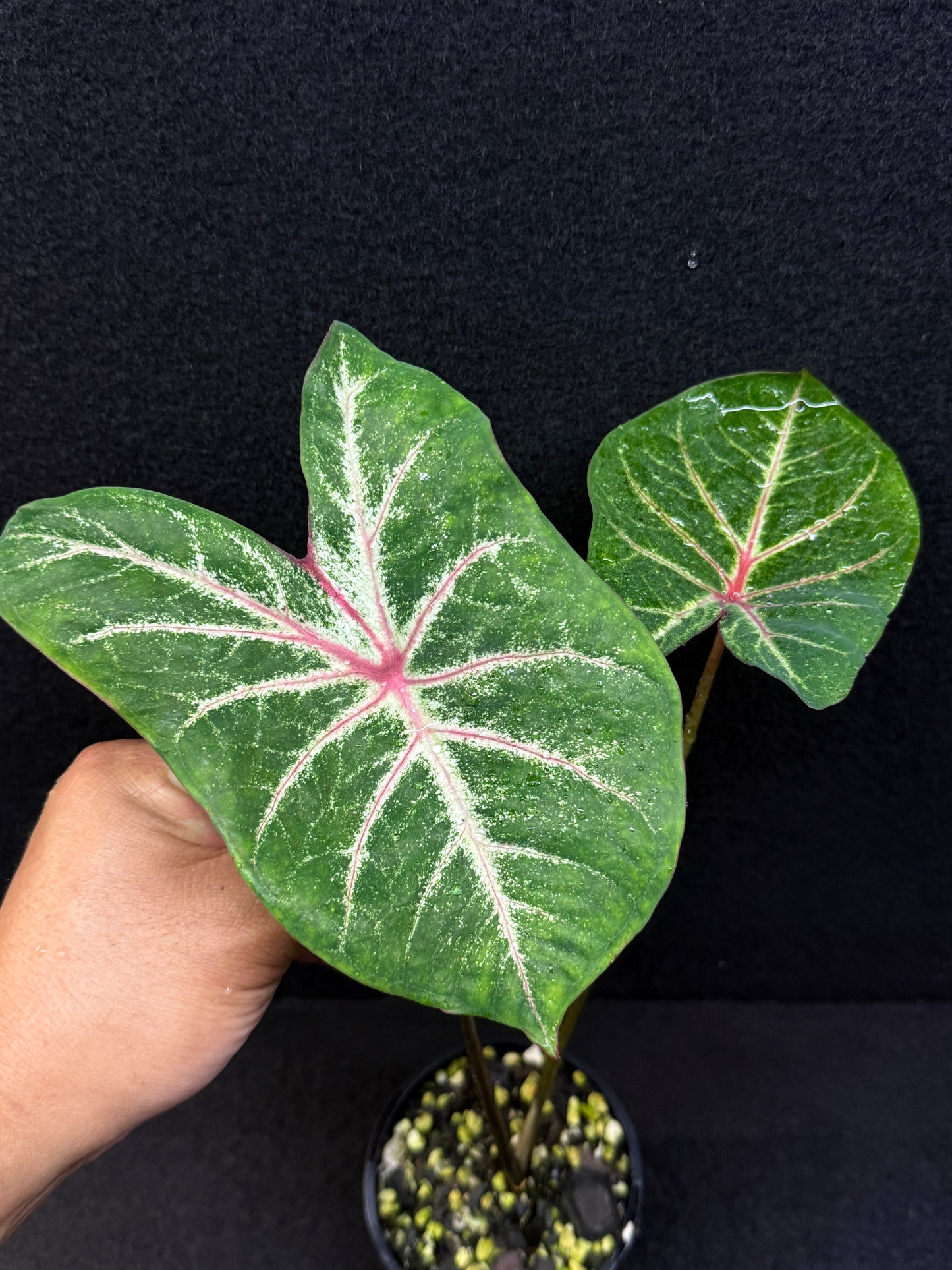 Caladium Hybrid E40