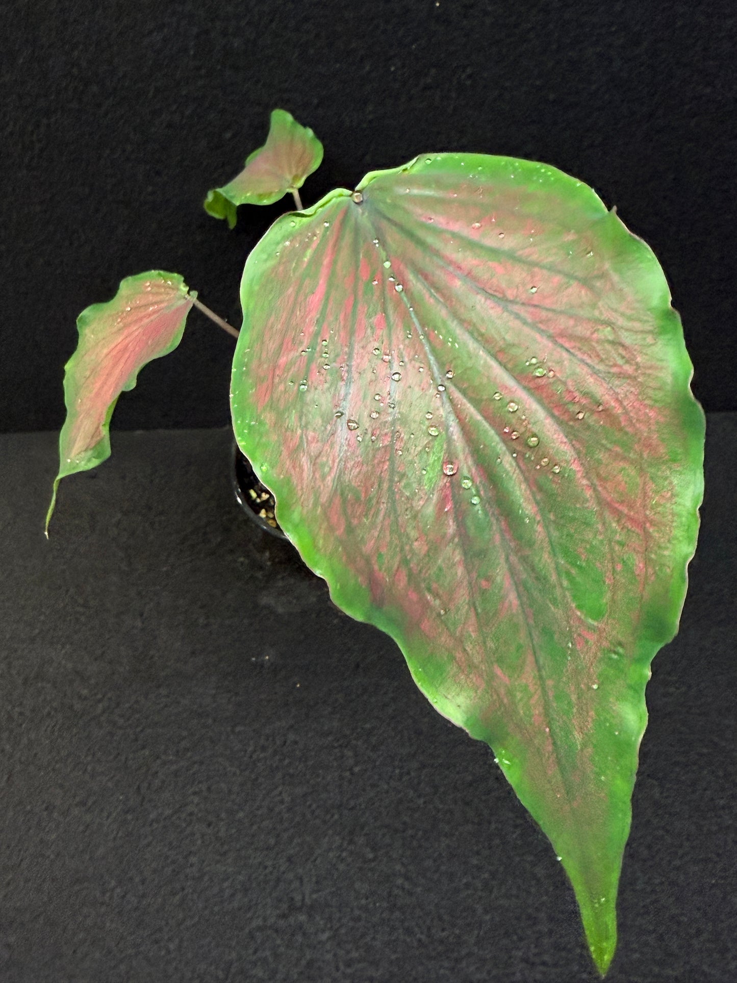 Caladium Hybrid E43