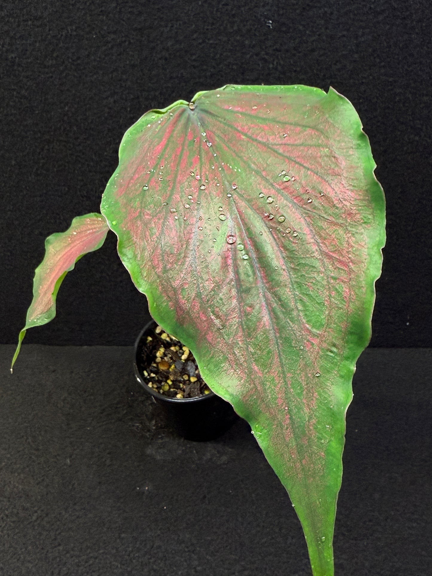 Caladium Hybrid E43