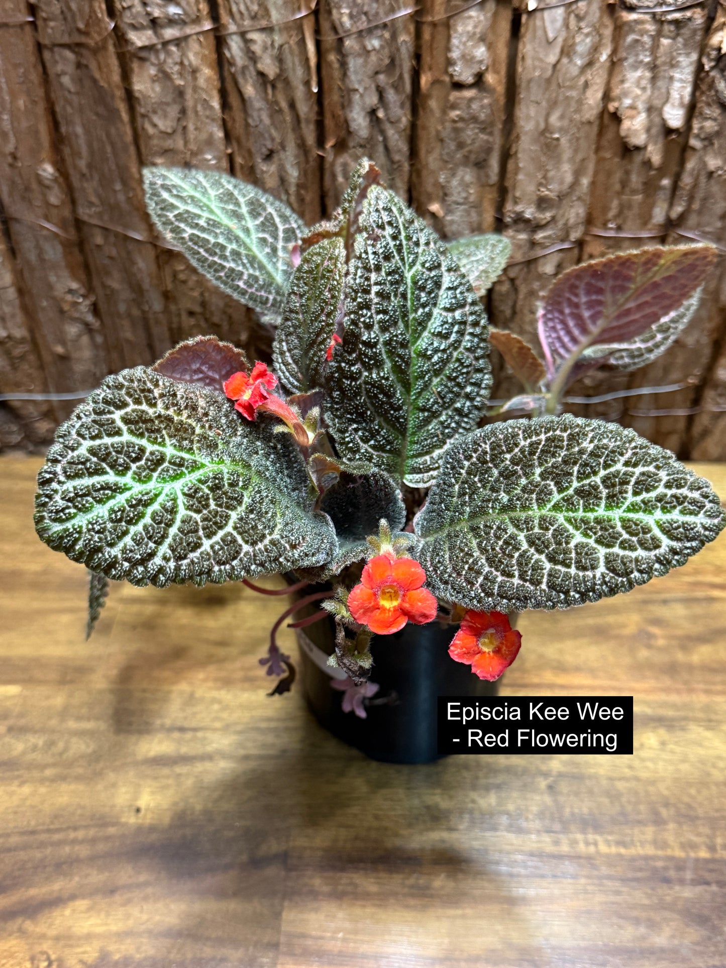 Episcia Kee Wee - Red Flowering