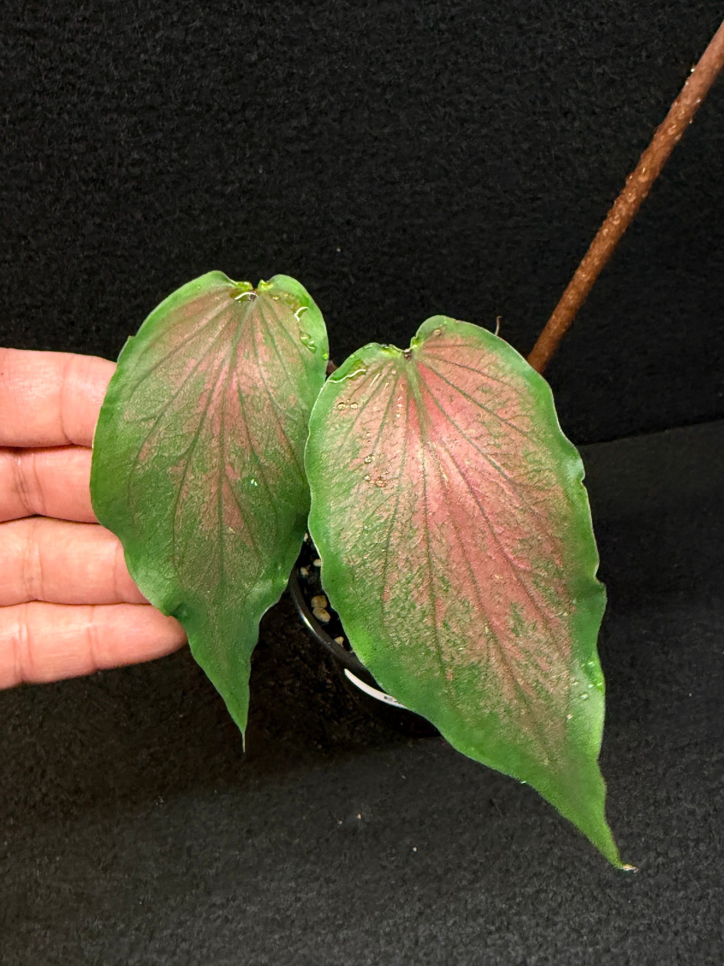 Caladium Hybrid E43
