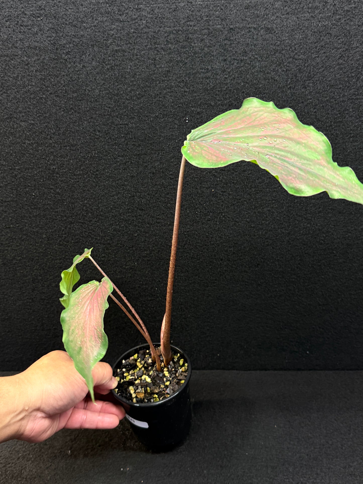 Caladium Hybrid E43