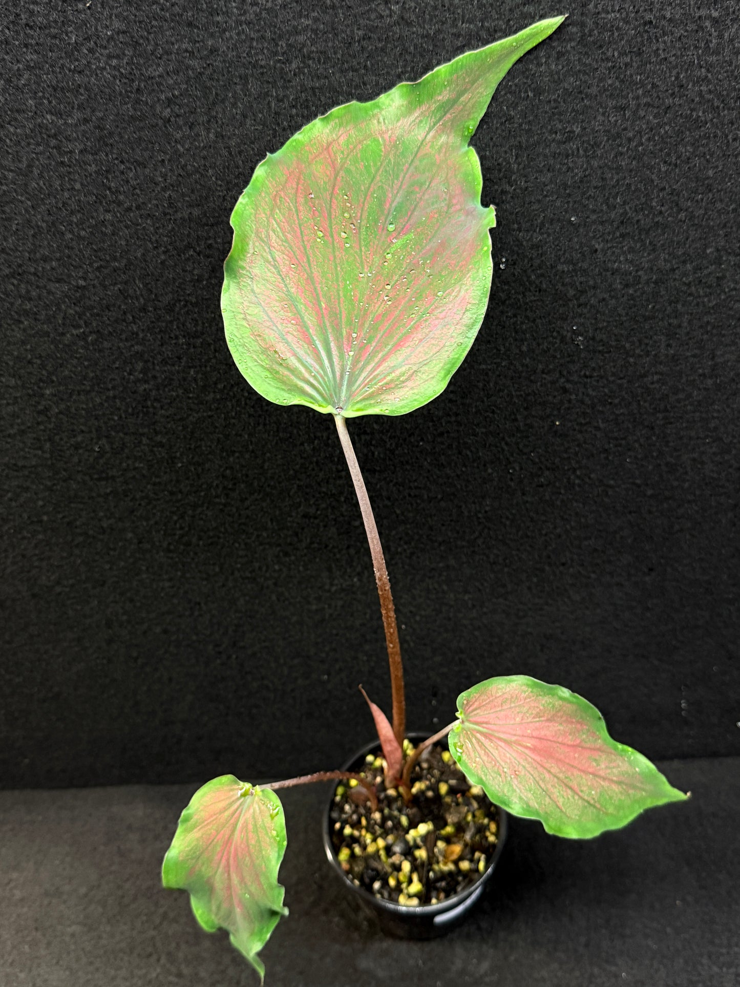 Caladium Hybrid E43