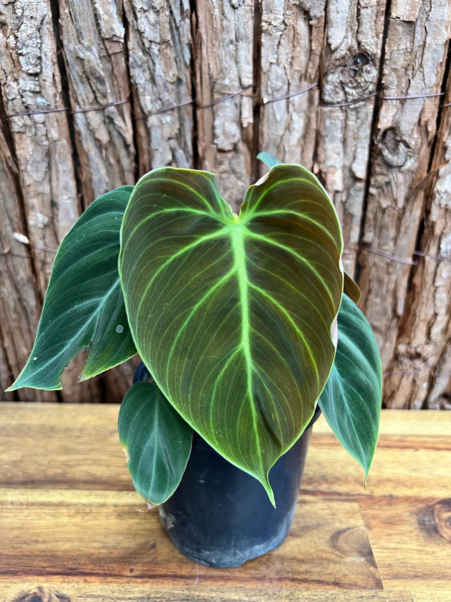 Philodendron El Choco Red C15