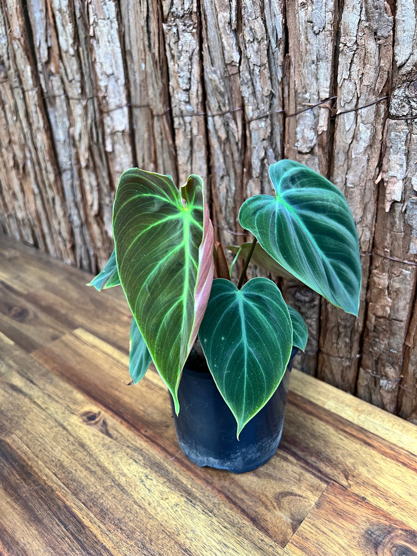 Philodendron El Choco Red C15