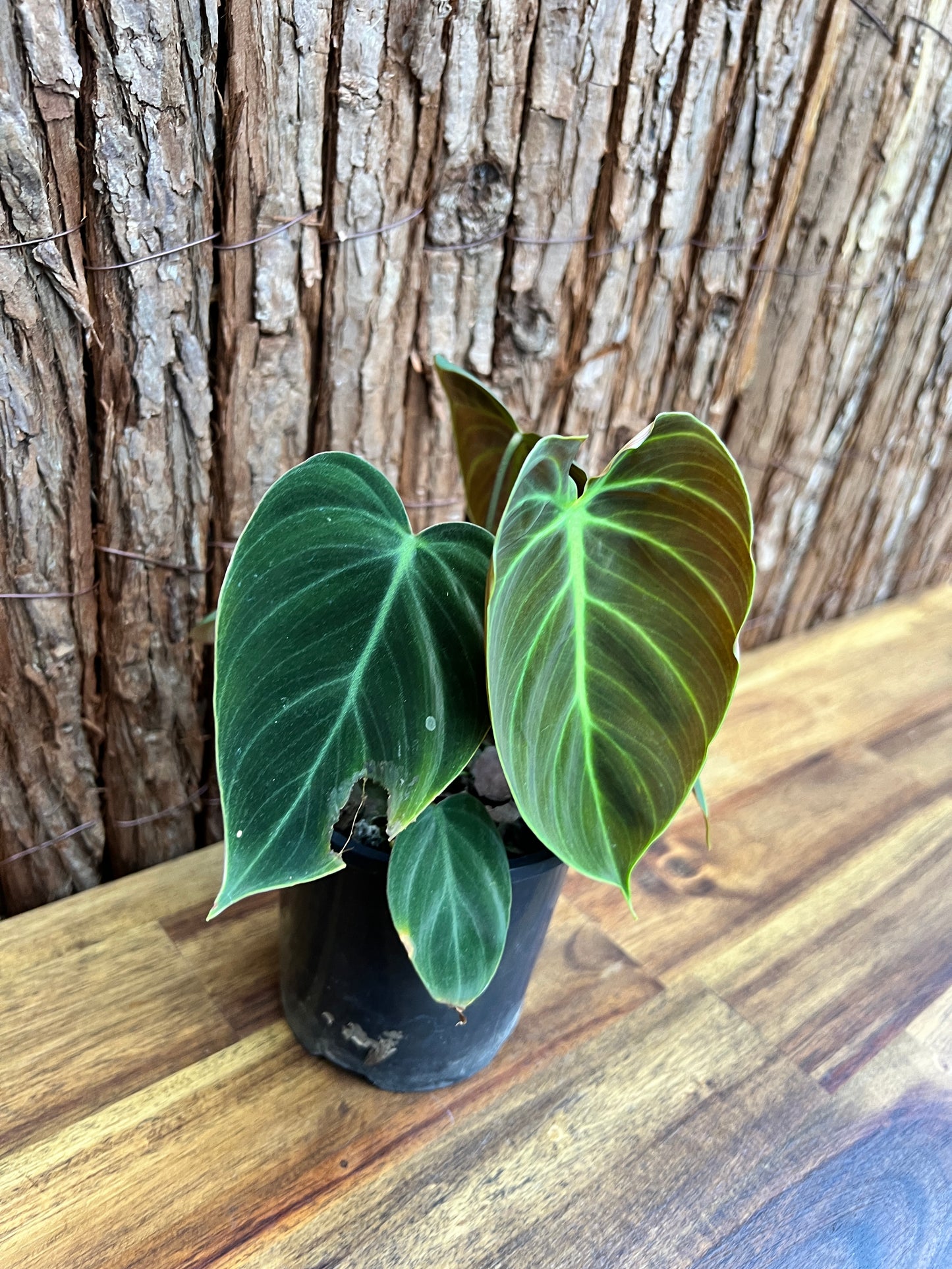 Philodendron El Choco Red C15