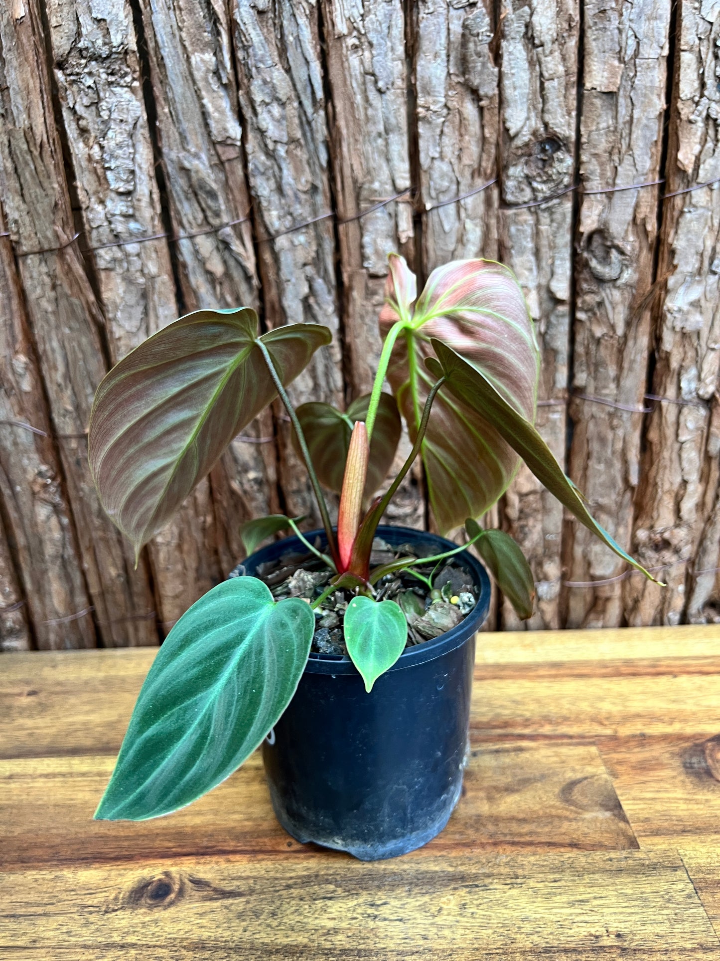 Philodendron El Choco Red C15