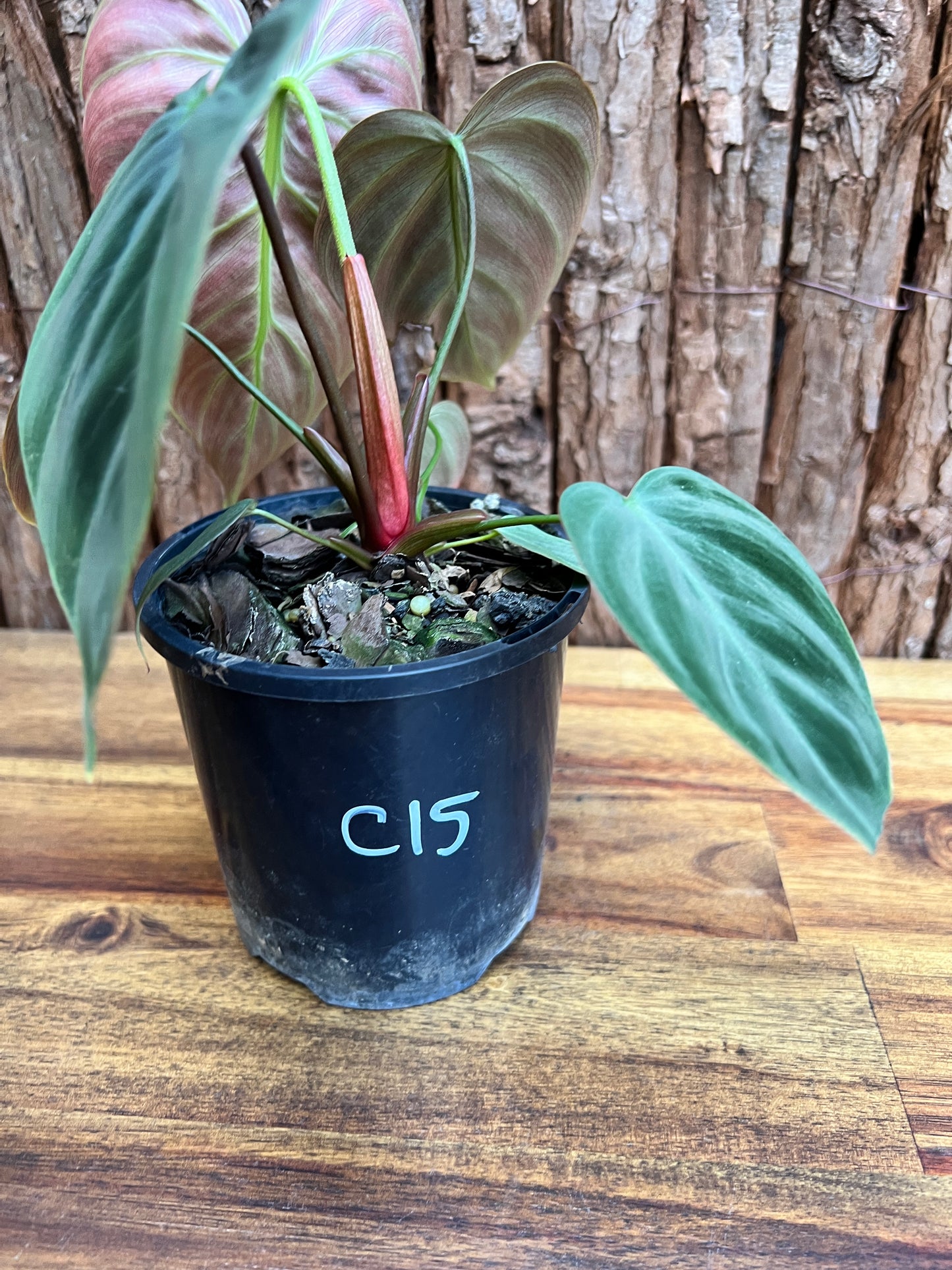 Philodendron El Choco Red C15