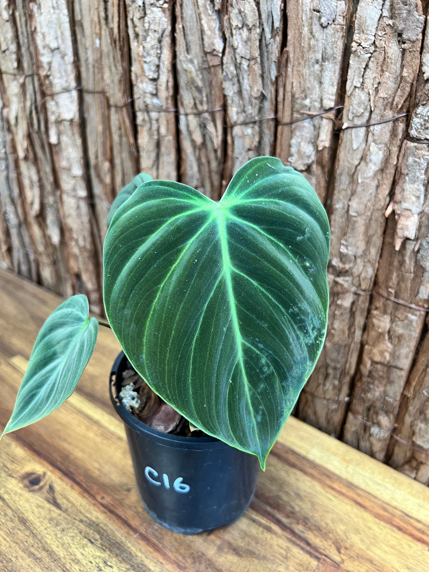 Philodendron El Choco Red C16