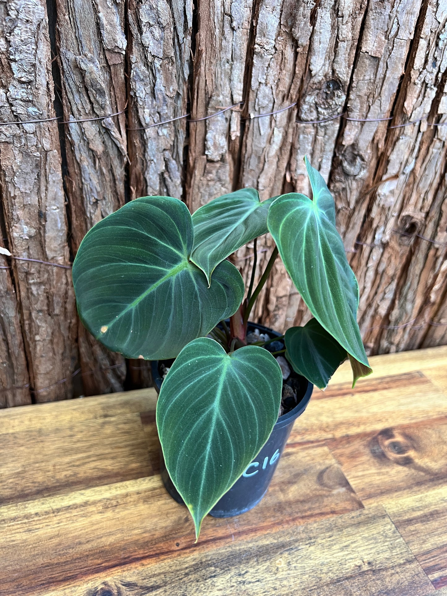 Philodendron El Choco Red C16