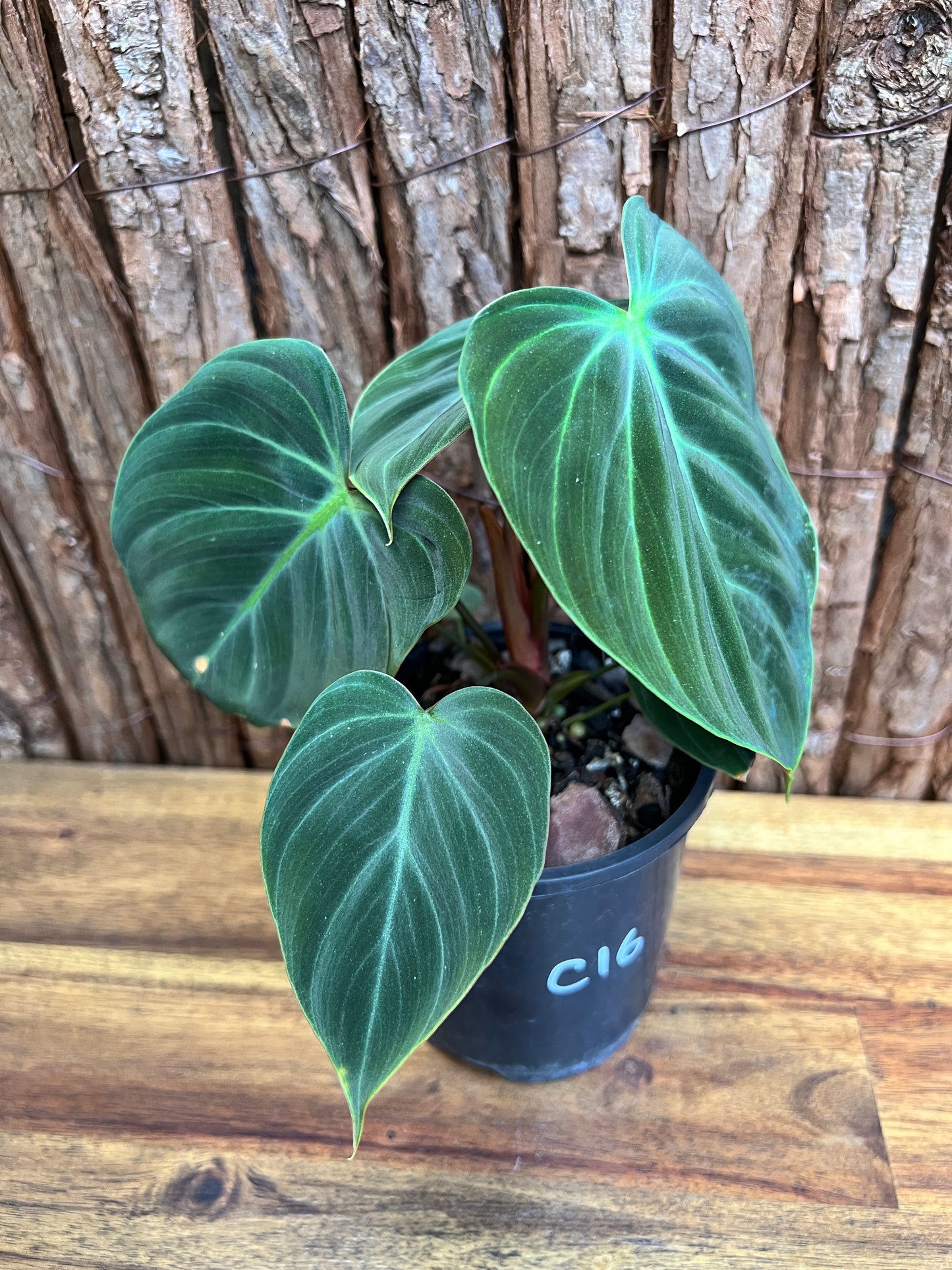 Philodendron El Choco Red C16