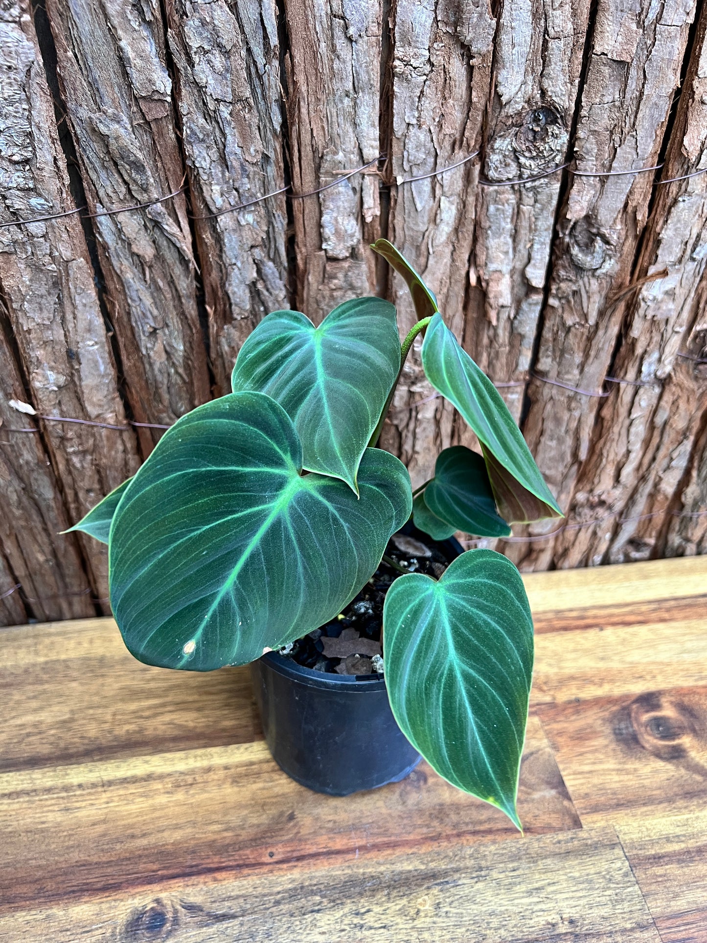 Philodendron El Choco Red C16