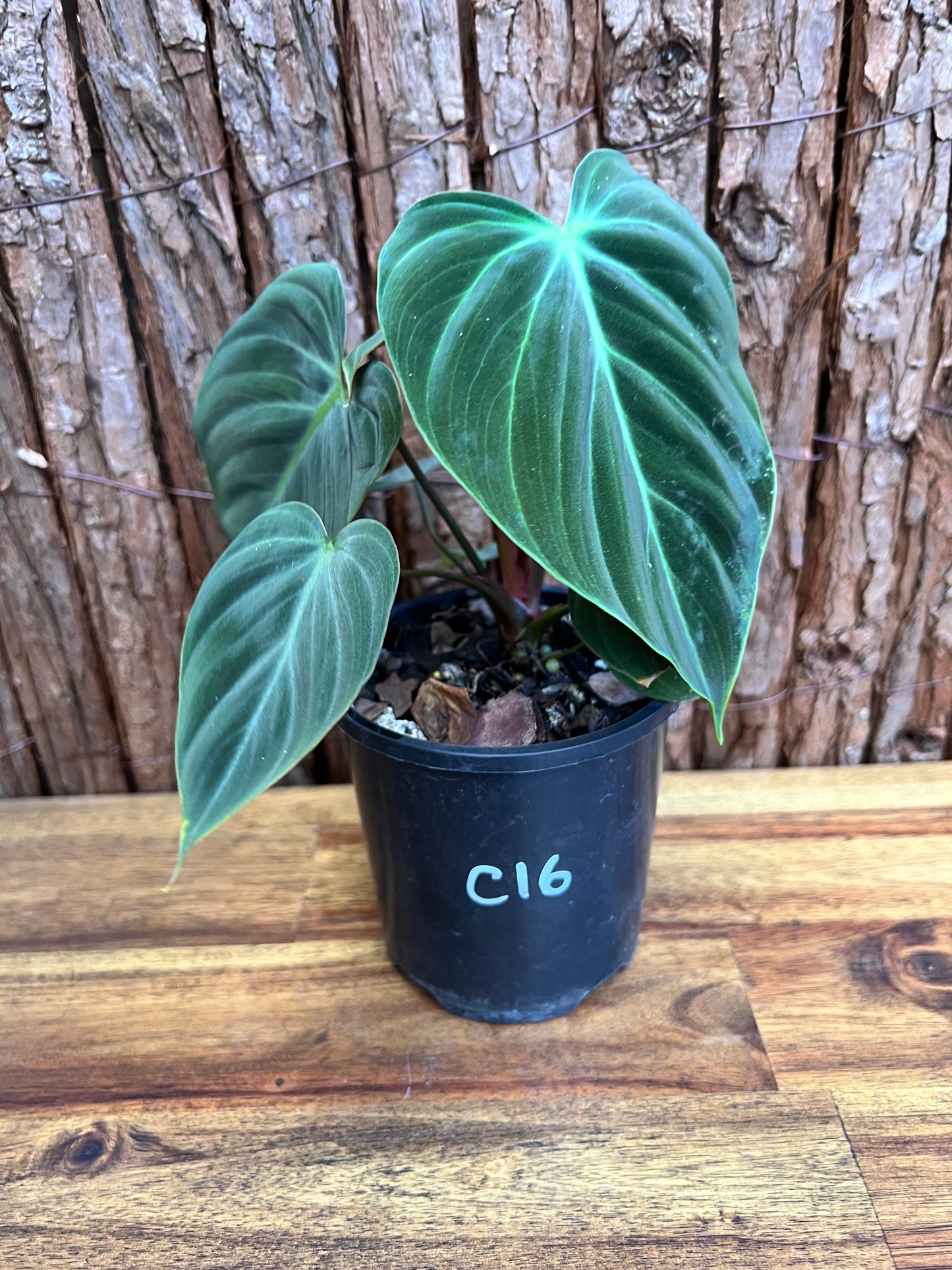 Philodendron El Choco Red C16