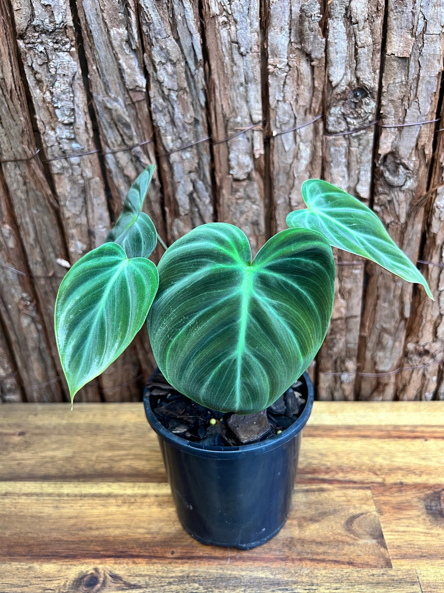 Philodendron El Choco Red C17