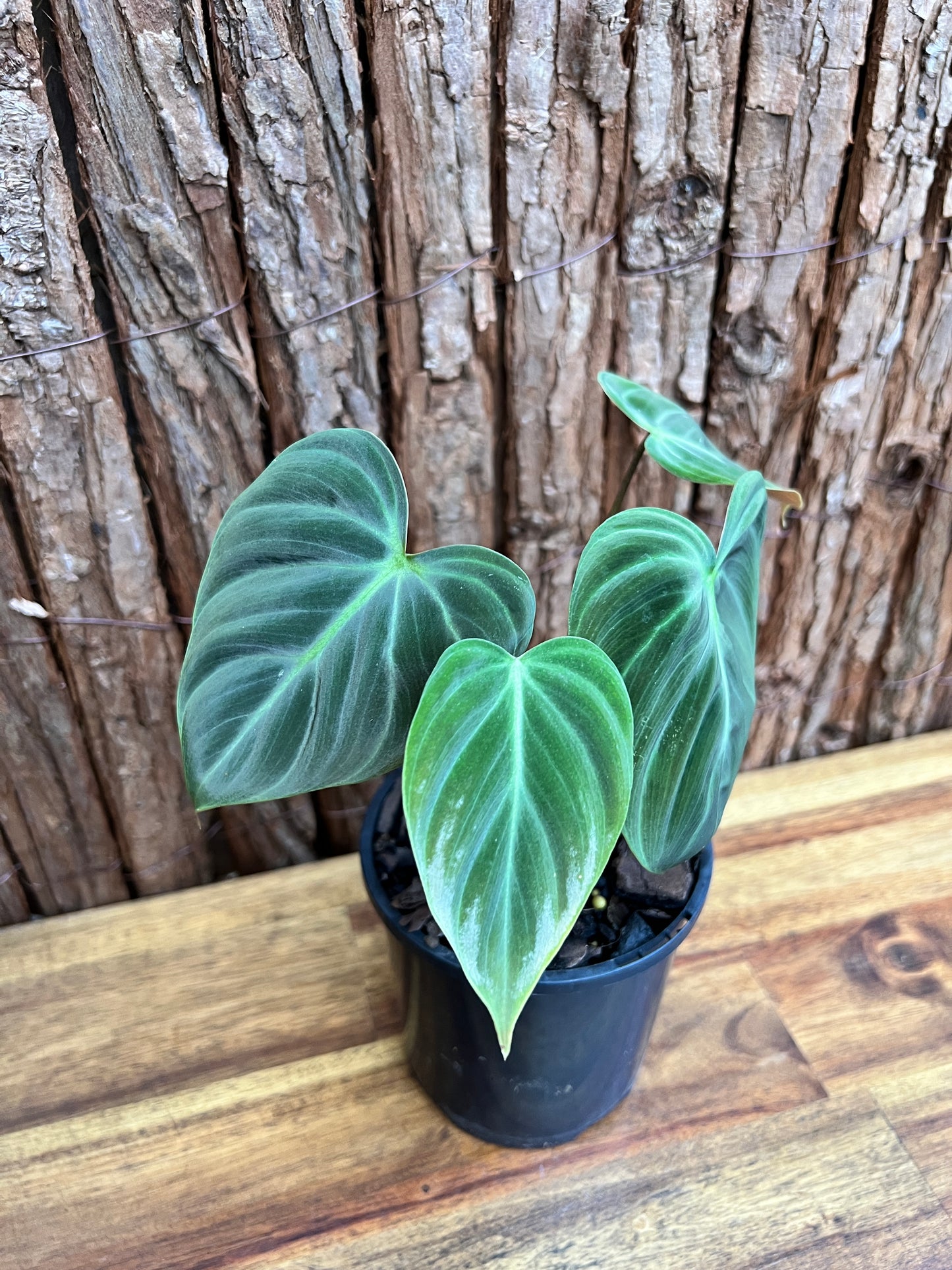 Philodendron El Choco Red C17