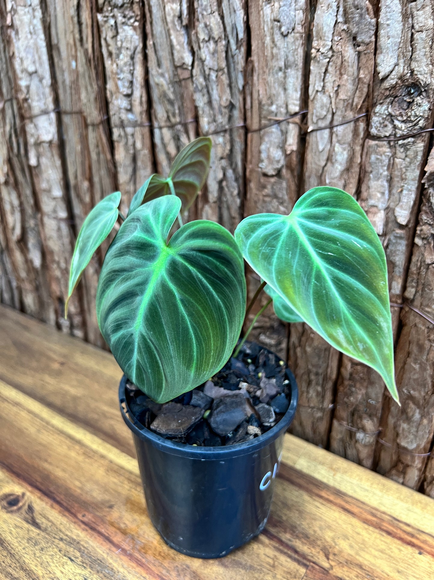 Philodendron El Choco Red C17