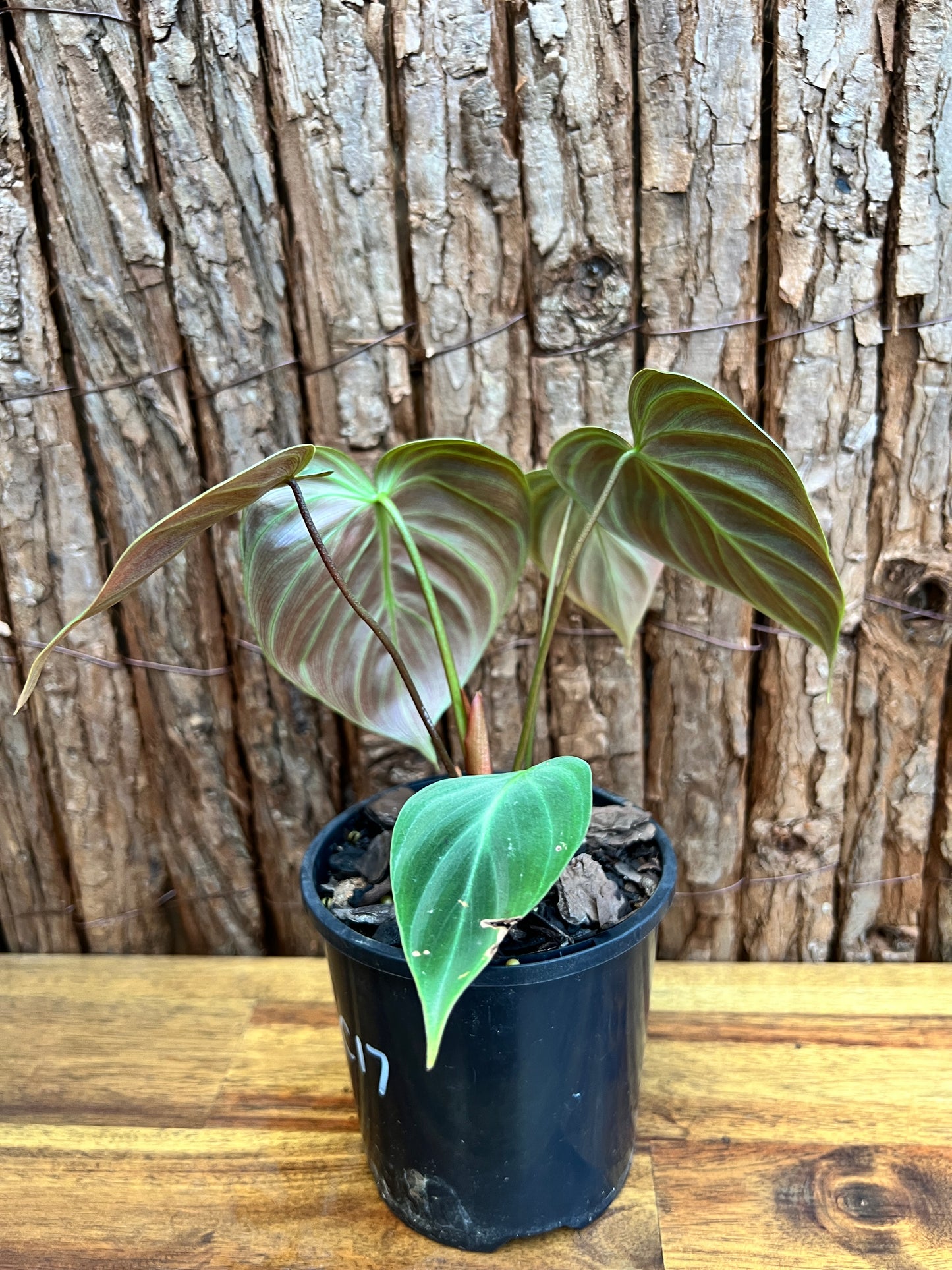 Philodendron El Choco Red C17