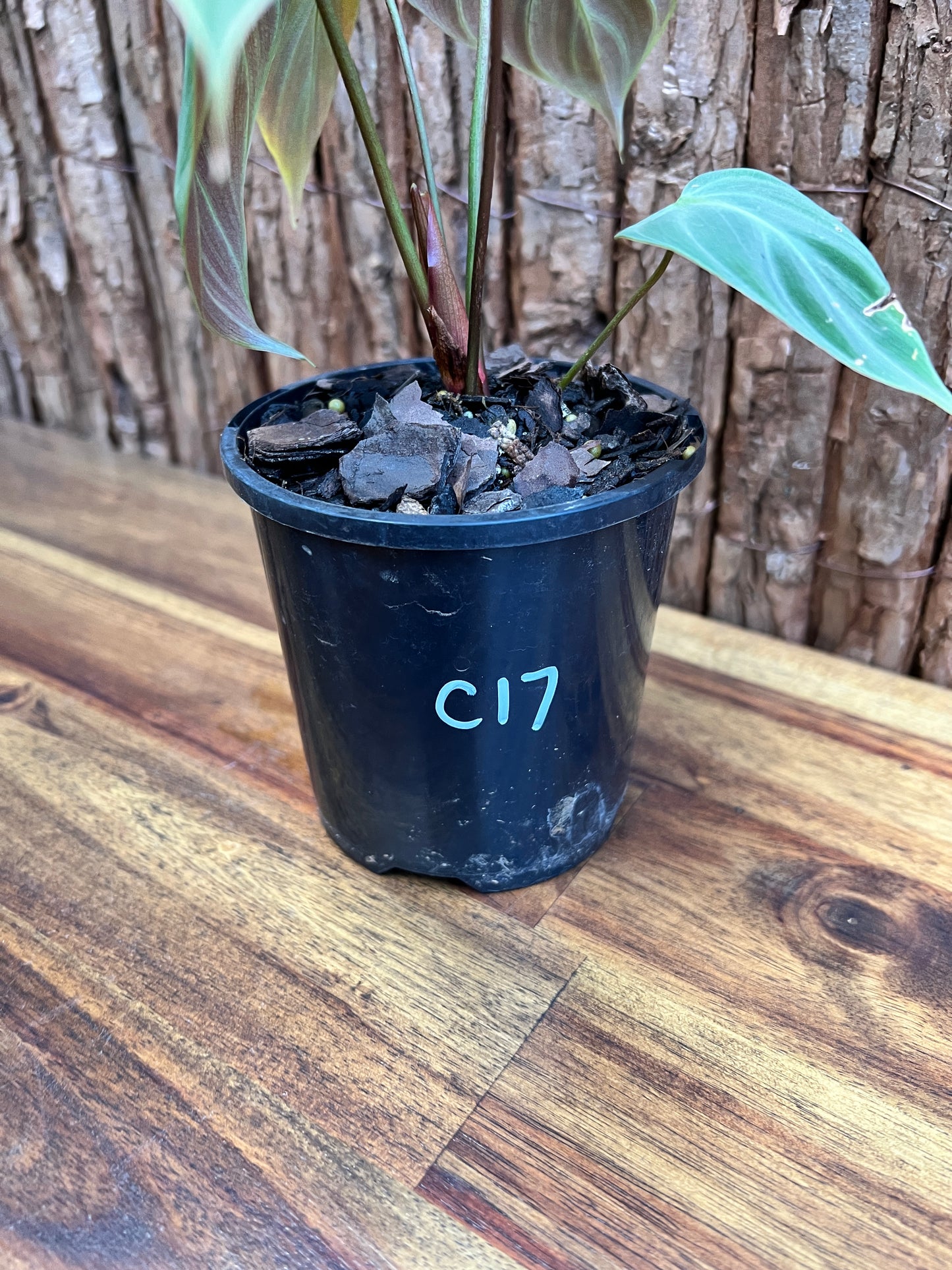 Philodendron El Choco Red C17