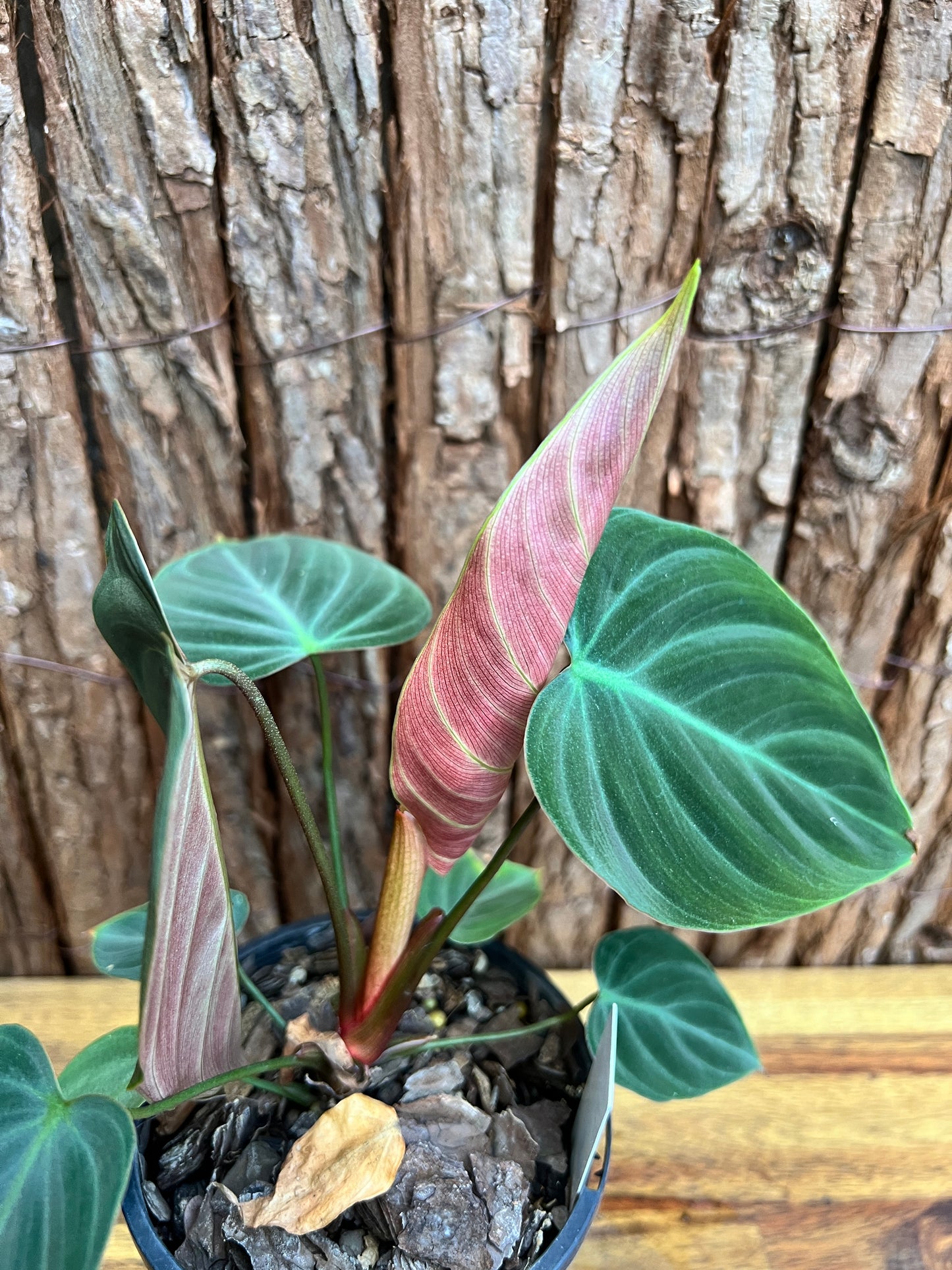 Philodendron El Choco Red C18