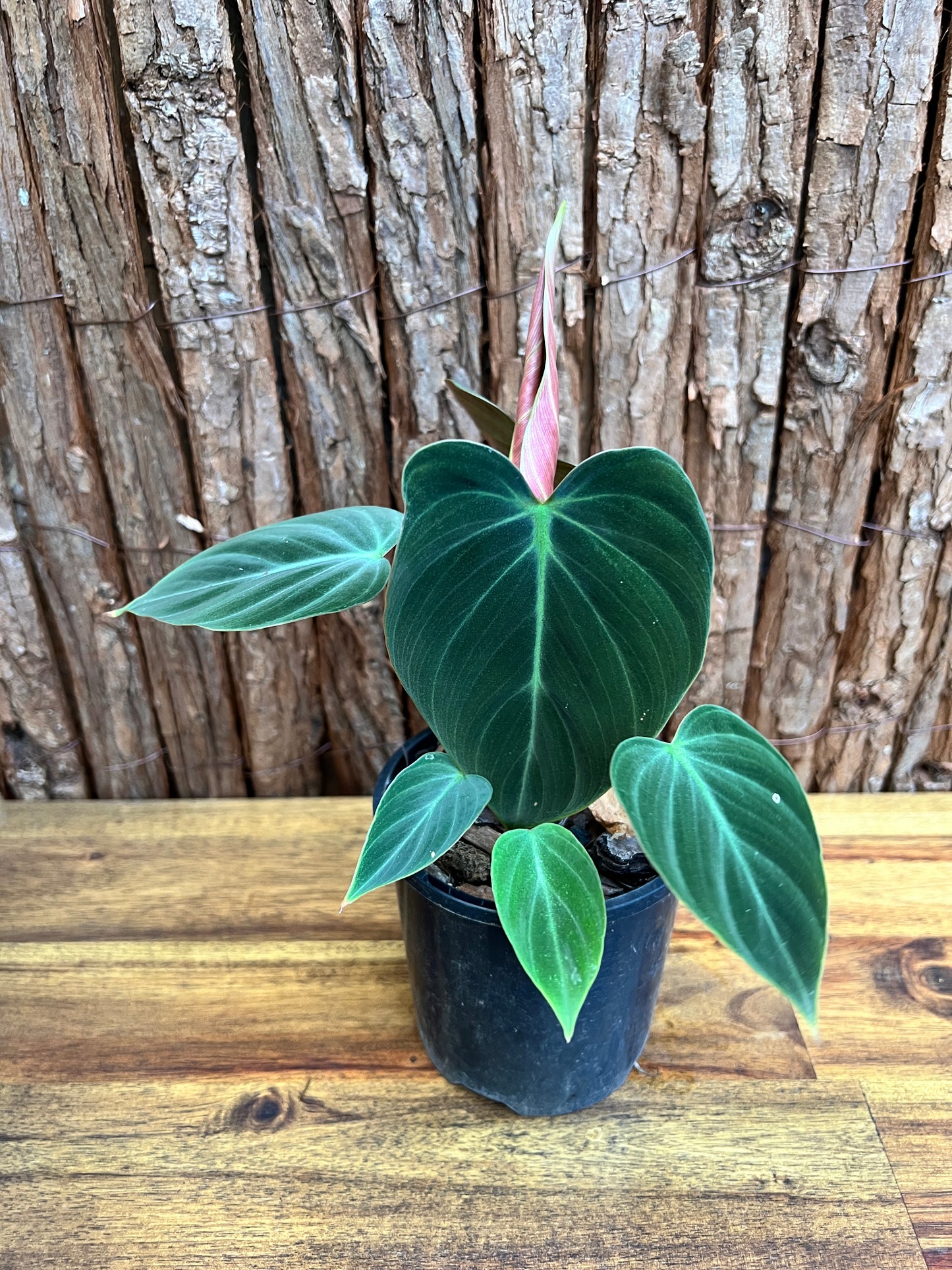 Philodendron El Choco Red C18