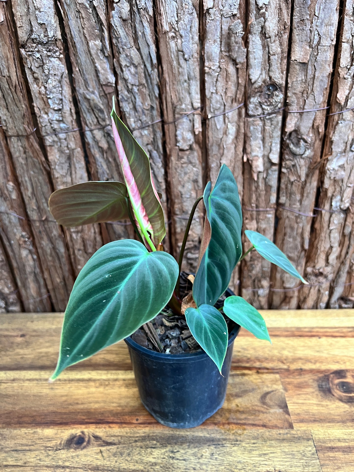 Philodendron El Choco Red C18