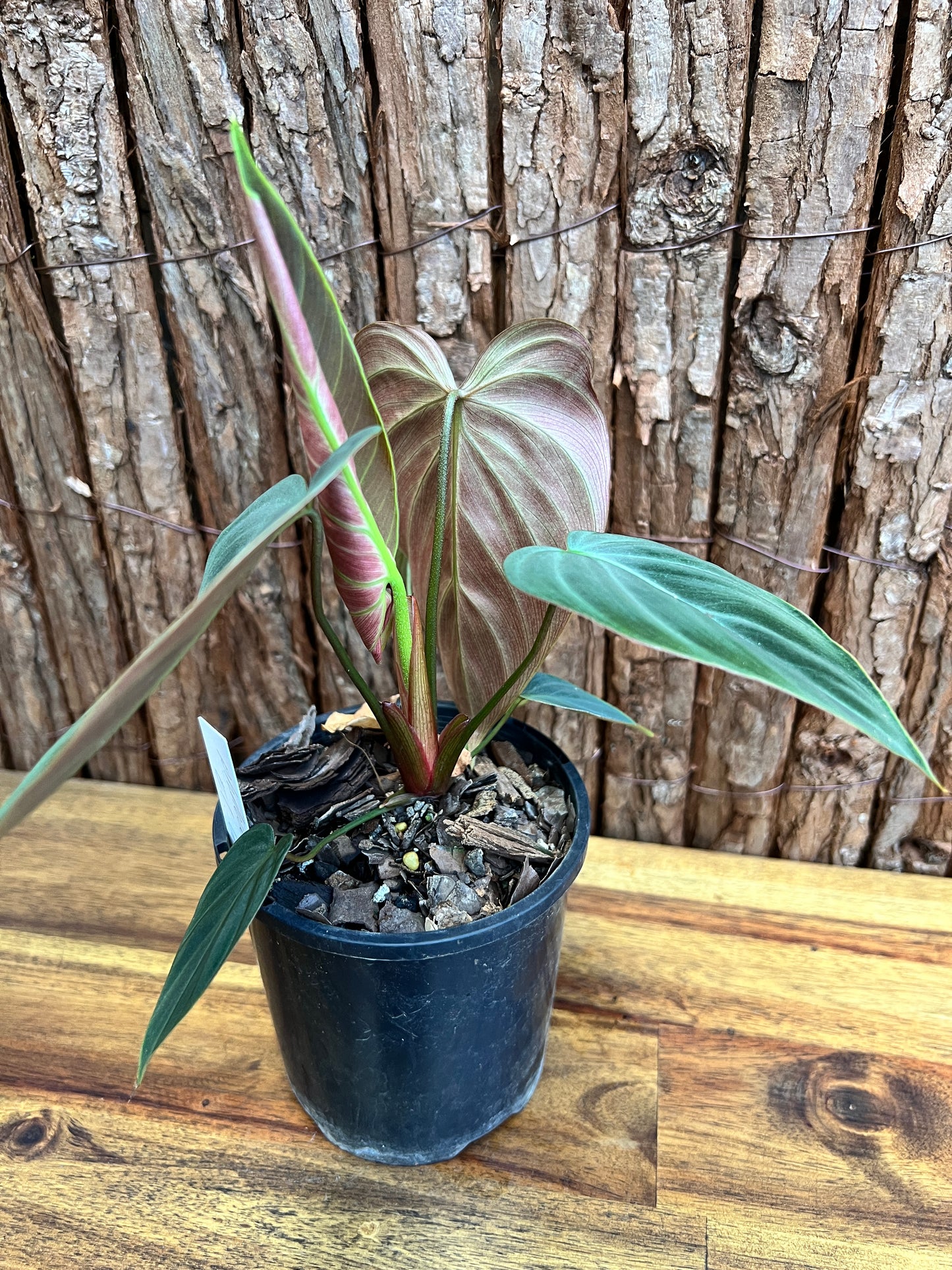 Philodendron El Choco Red C18