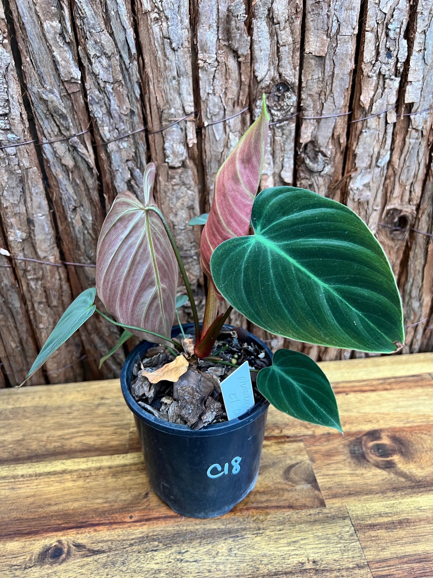 Philodendron El Choco Red C18