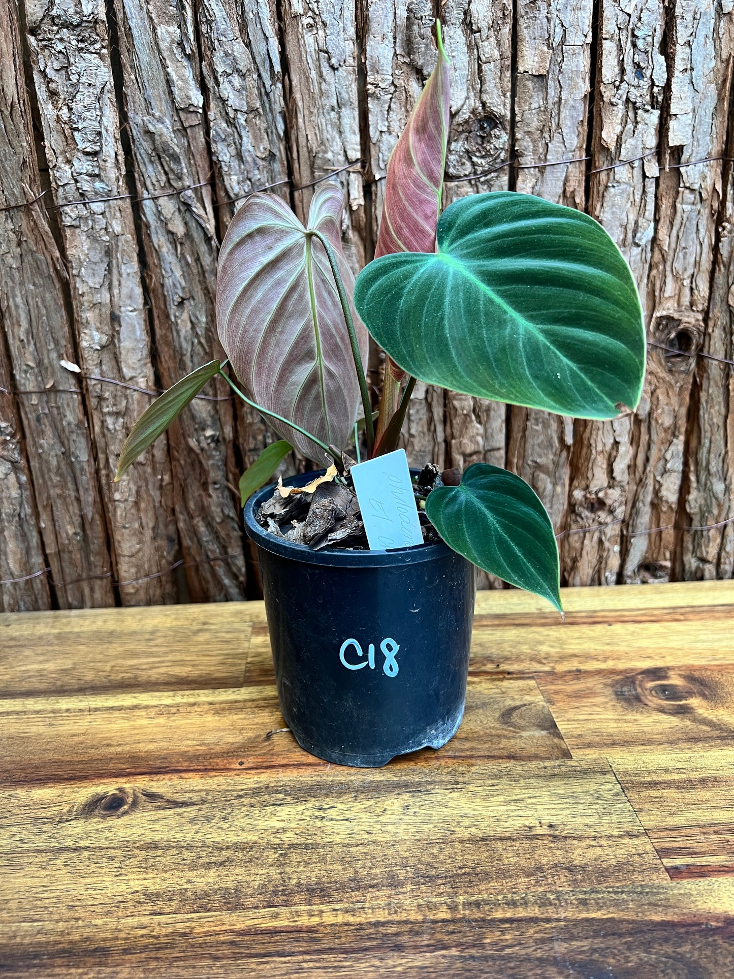 Philodendron El Choco Red C18