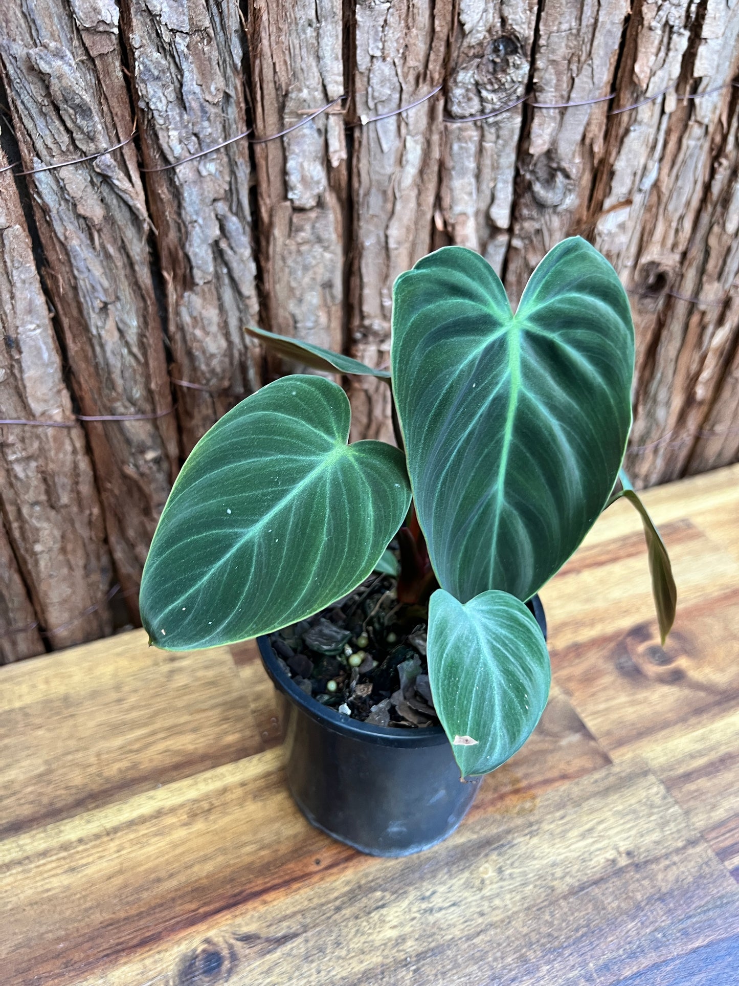 Philodendron El Choco Red C20