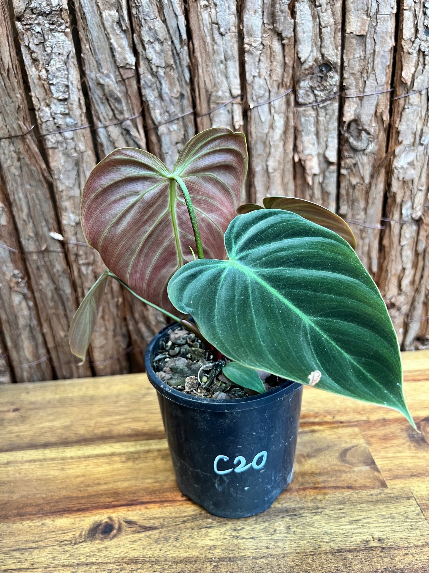 Philodendron El Choco Red C20