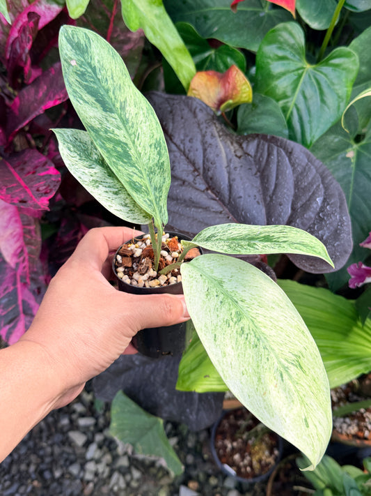 Rhaphidophora elliptica ‘Variegata’ P45