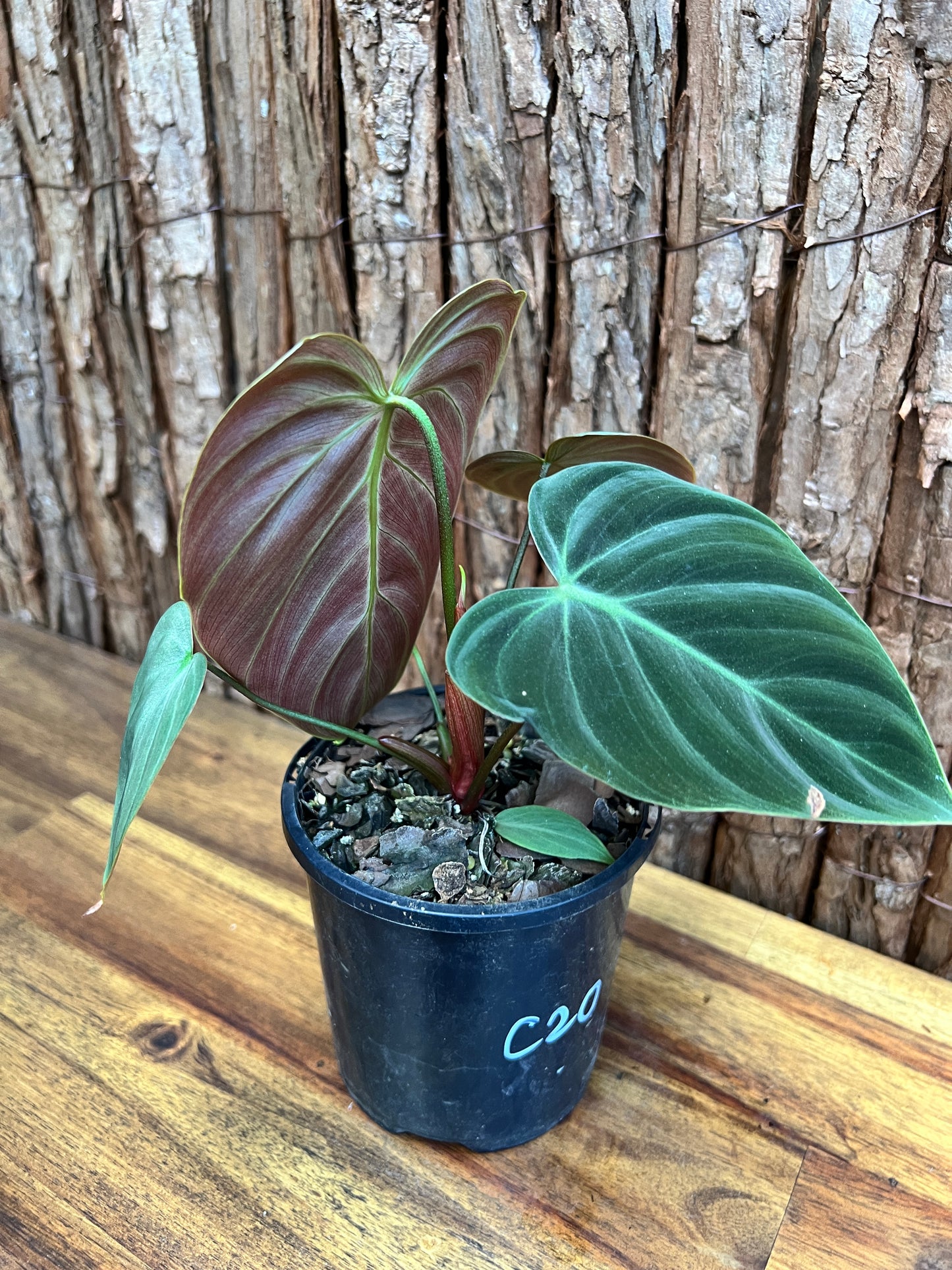 Philodendron El Choco Red C20