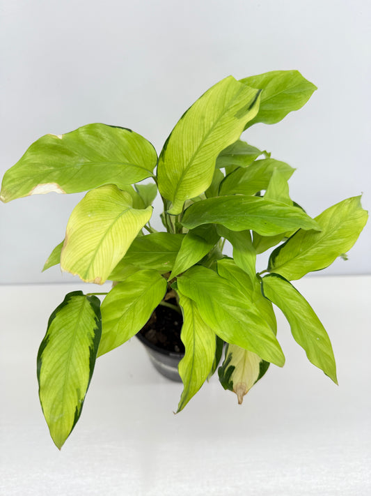 Calathea Thai Beauty N2