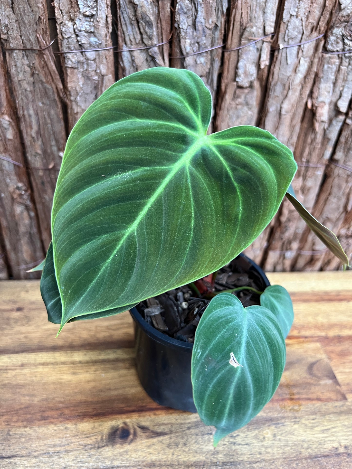 Philodendron El Choco Red C21