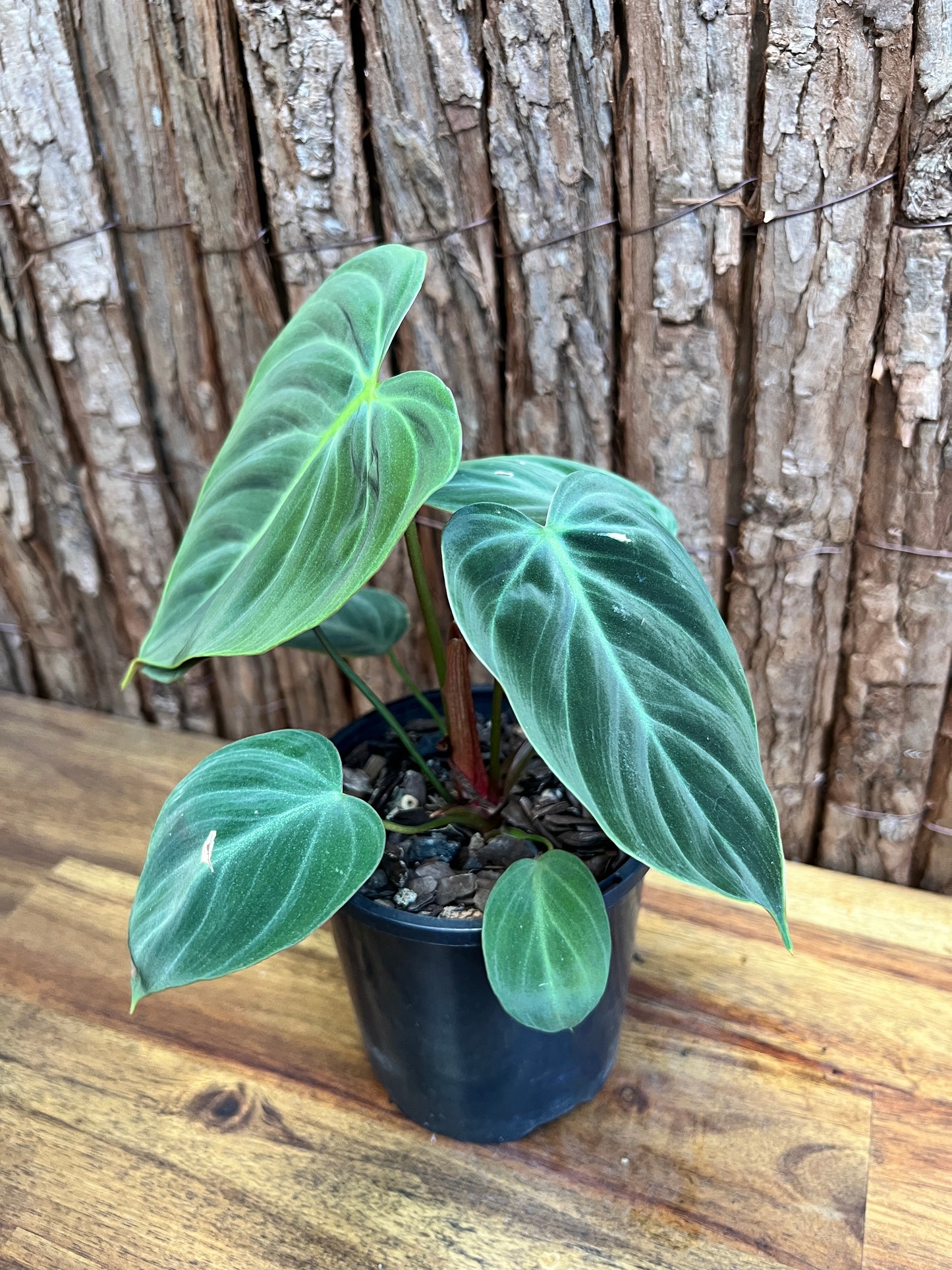 Philodendron El Choco Red C21