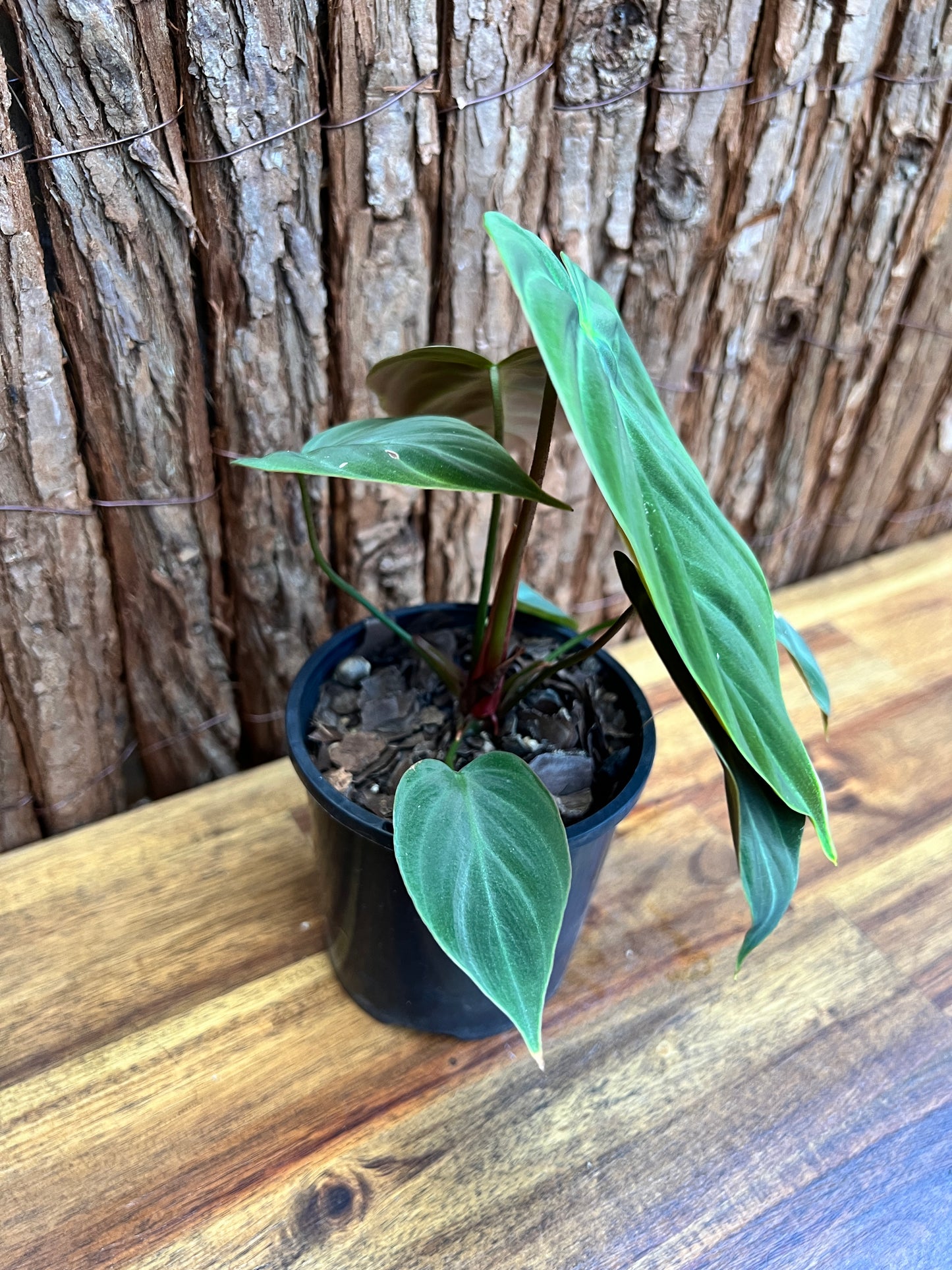 Philodendron El Choco Red C21