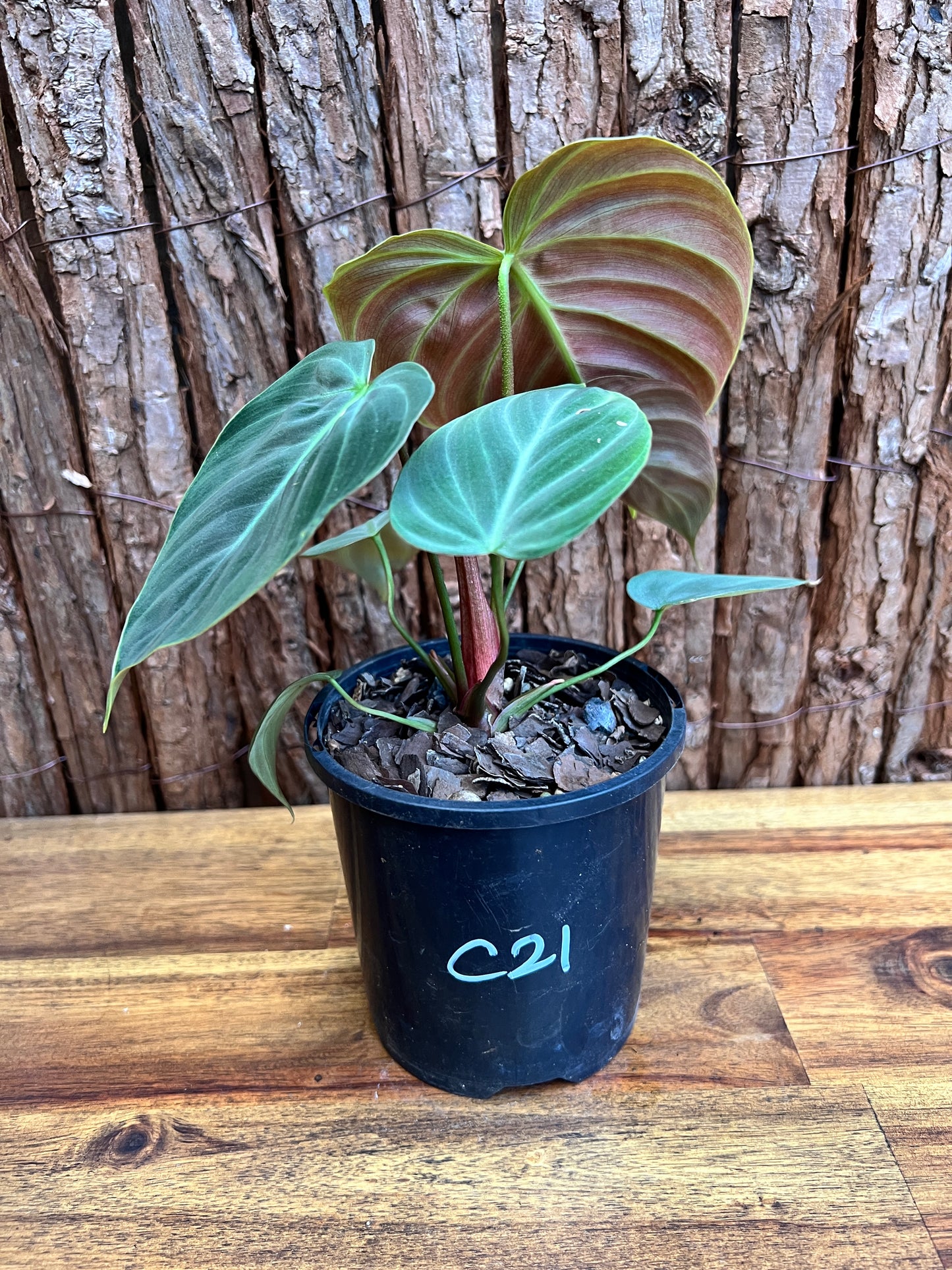 Philodendron El Choco Red C21